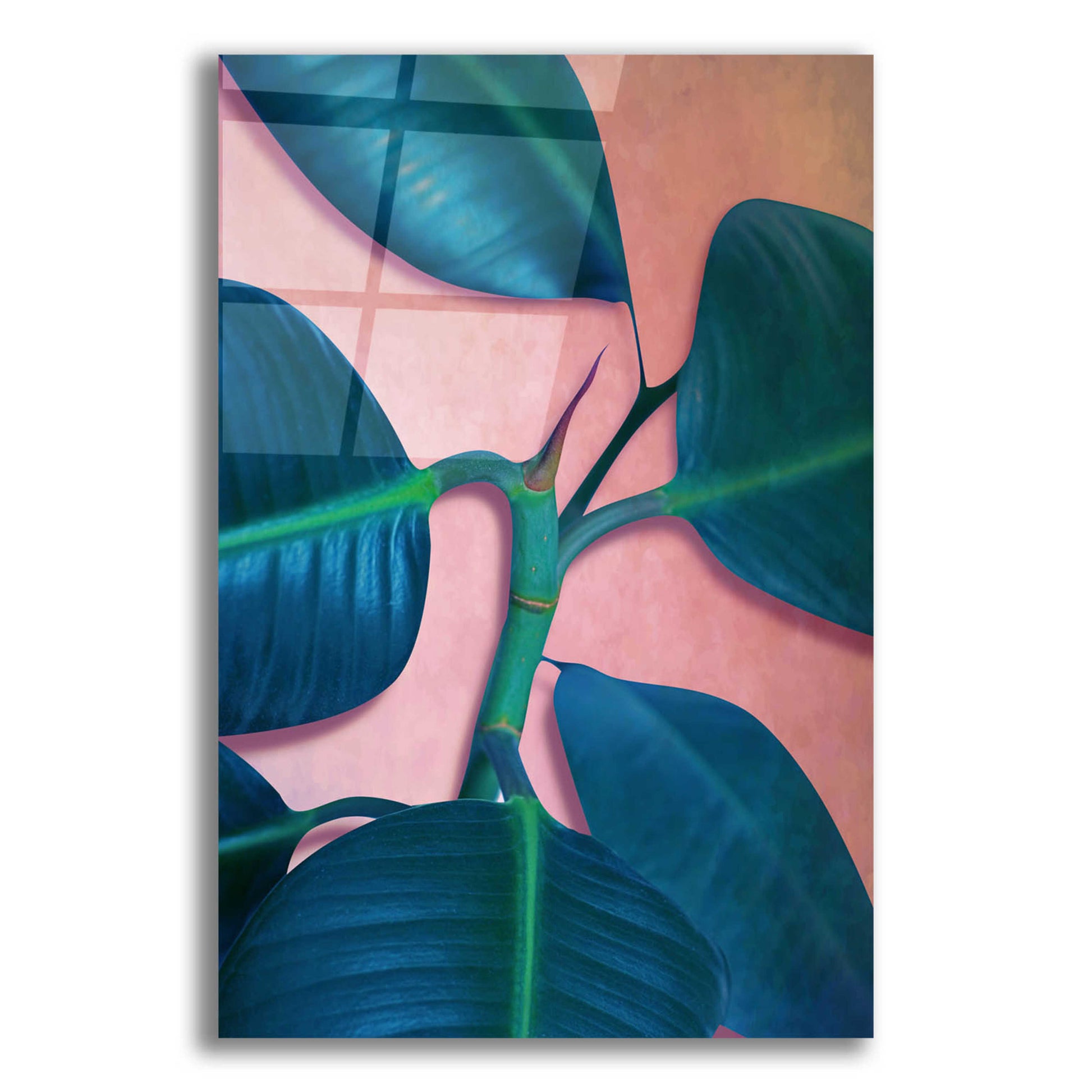 Epic Art 'Ficus Elastica' by Mark Ashkenazi, Acrylic Glass Wall Art,12x16