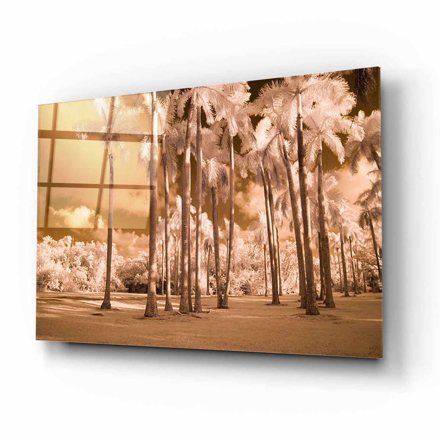 Epic Art 'Florida Palms' by Jadei Graphics, Acrylic Glass Wall Art,16x12