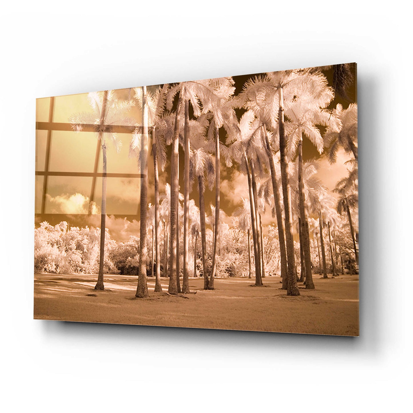 Epic Art 'Florida Palms' by Jadei Graphics, Acrylic Glass Wall Art,24x16