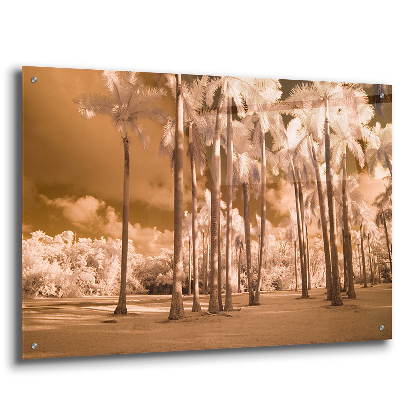 Epic Art 'Florida Palms' by Jadei Graphics, Acrylic Glass Wall Art,36x24