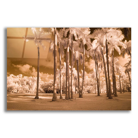 Epic Art 'Florida Palms' by Jadei Graphics, Acrylic Glass Wall Art