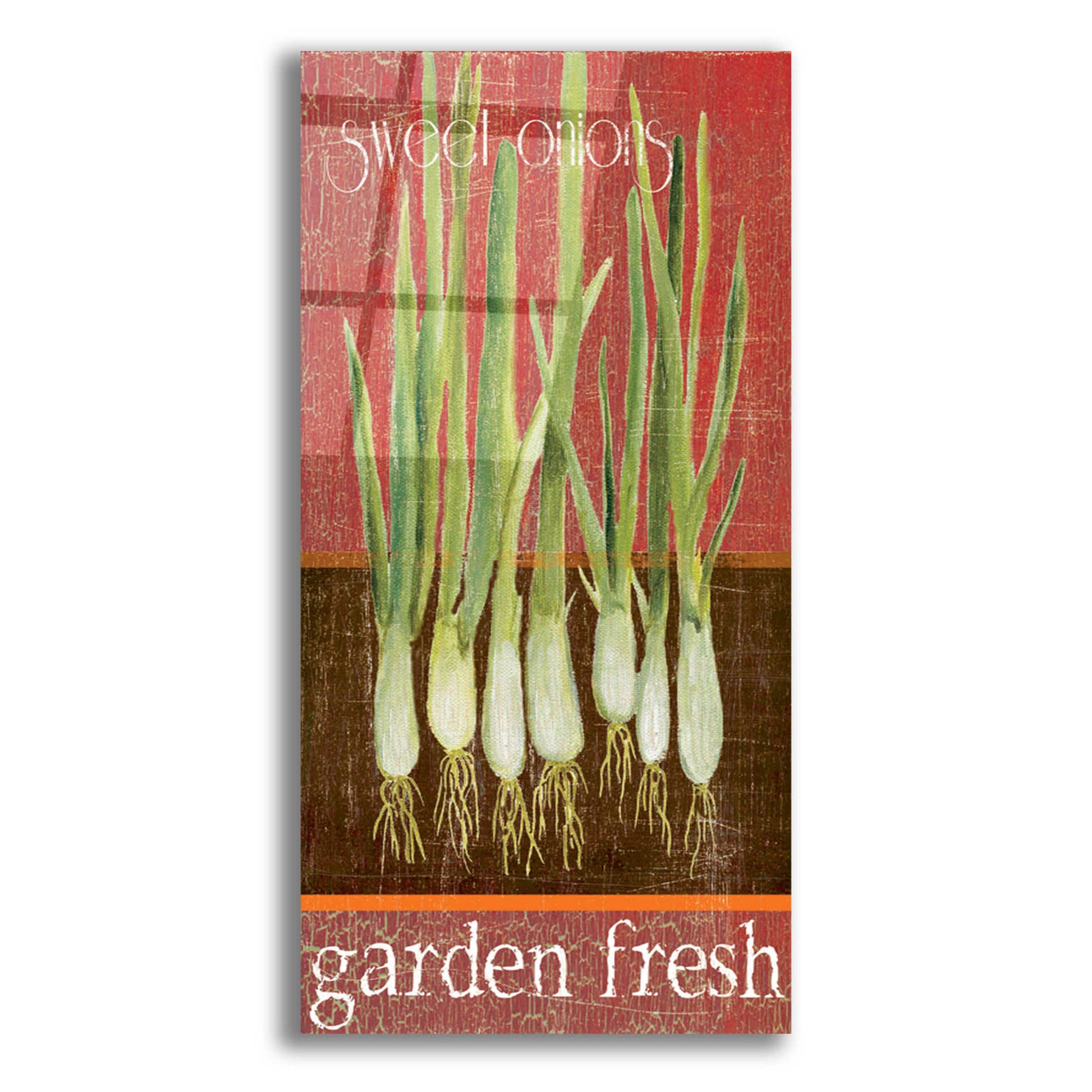 Epic Art 'Green Onions' by Jadei Graphics, Acrylic Glass Wall Art,12x24