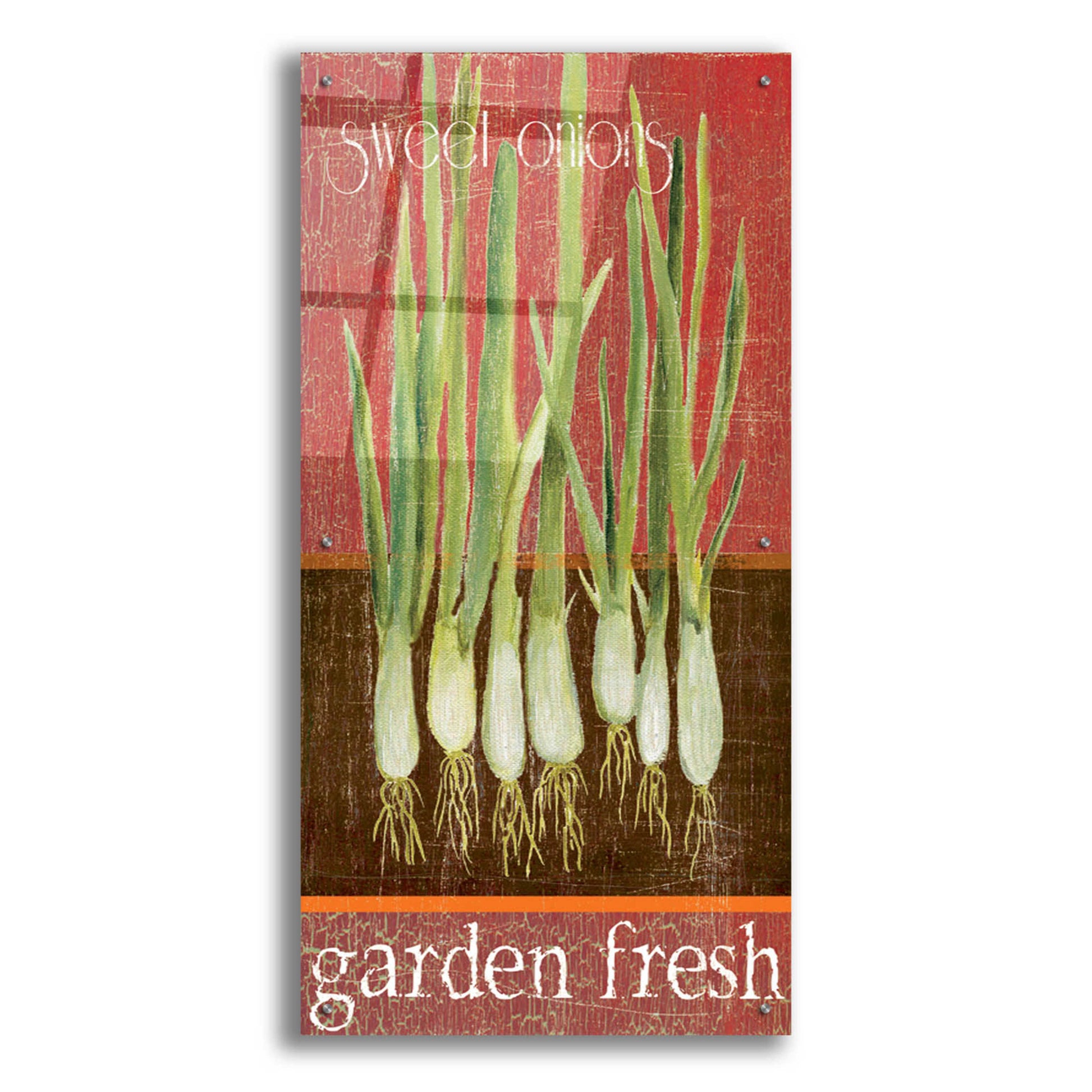 Epic Art 'Green Onions' by Jadei Graphics, Acrylic Glass Wall Art,24x48