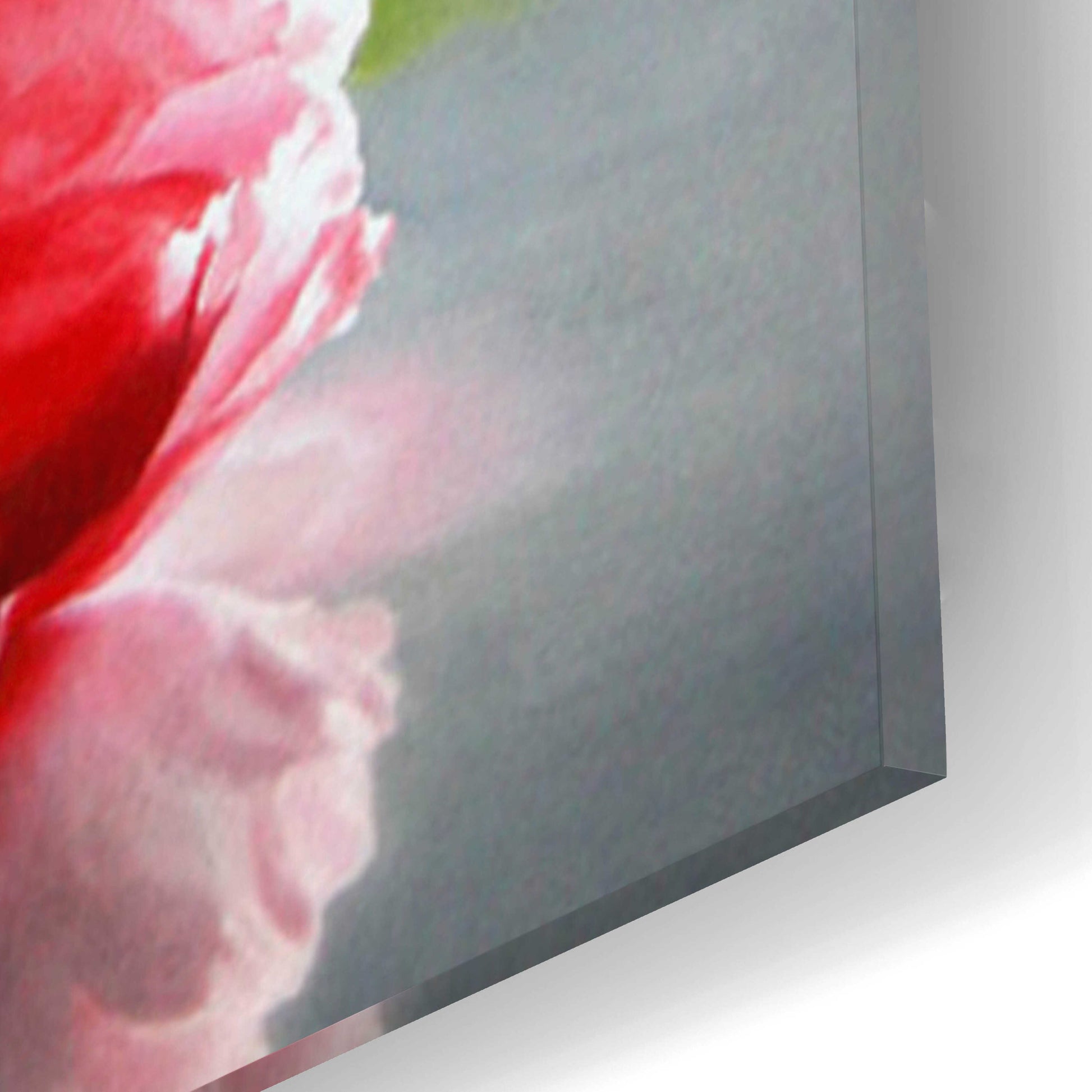 Epic Art 'Fragile Beauty' by Cecile Baird, Acrylic Glass Wall Art,12x16