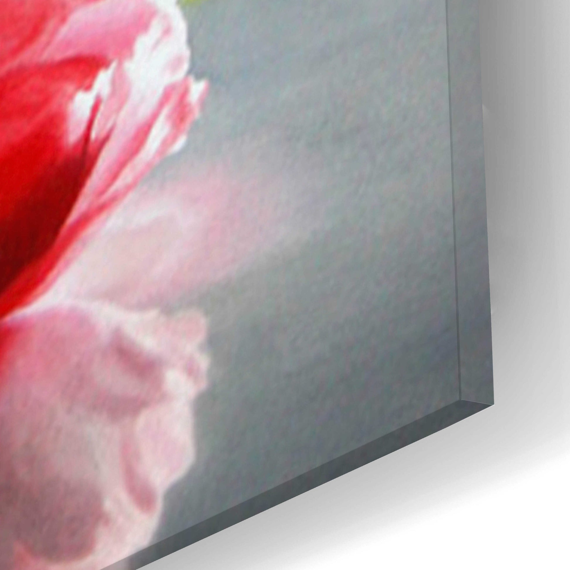 Epic Art 'Fragile Beauty' by Cecile Baird, Acrylic Glass Wall Art,16x24