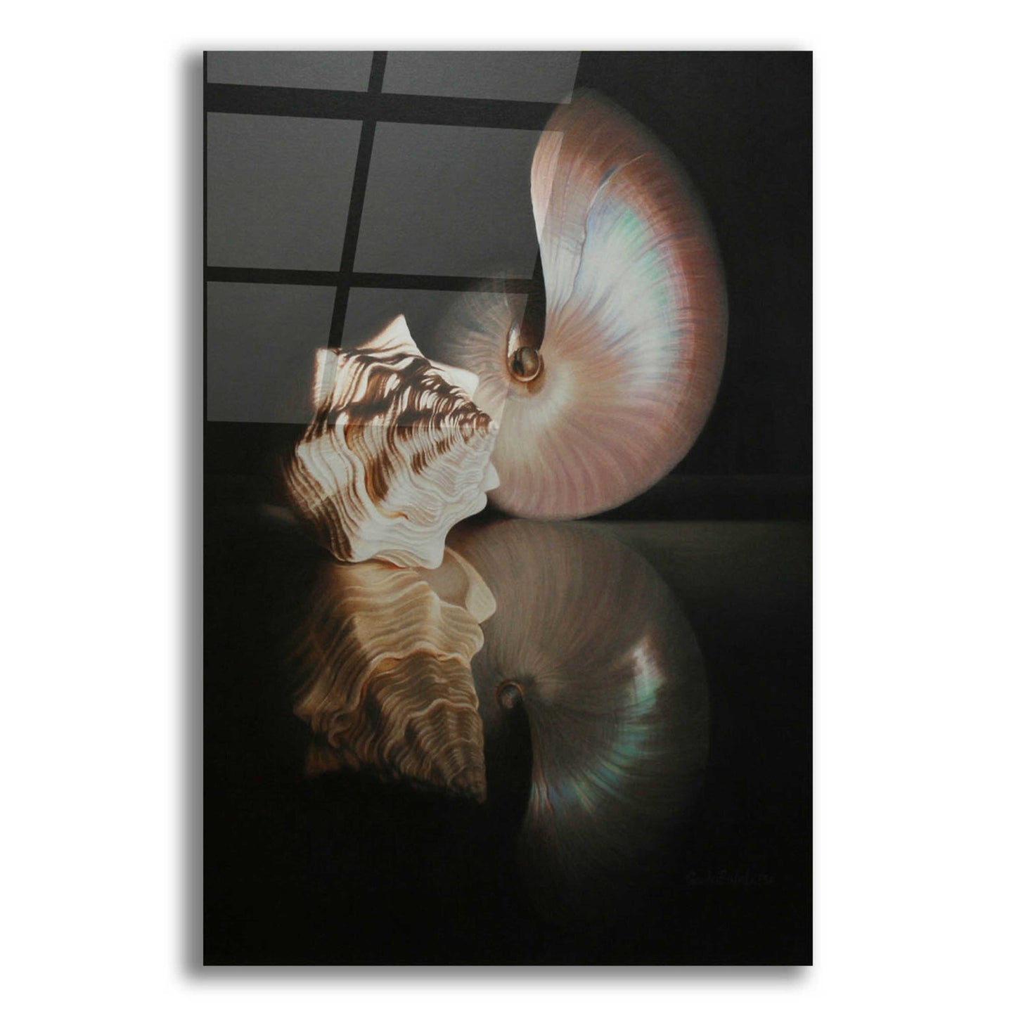 Epic Art 'Pearl Nautilus' by Cecile Baird, Acrylic Glass Wall Art,12x16