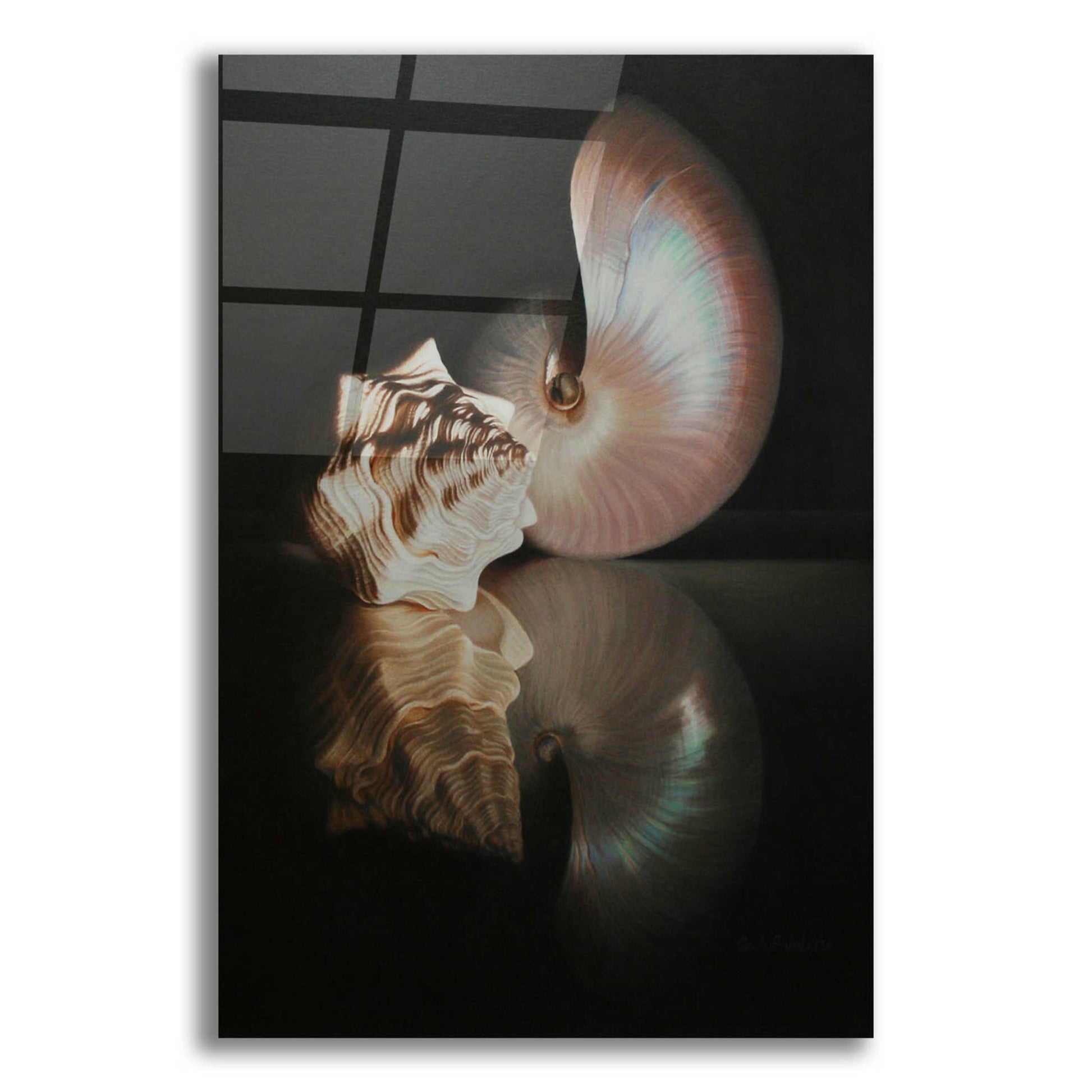 Epic Art 'Pearl Nautilus' by Cecile Baird, Acrylic Glass Wall Art,16x24