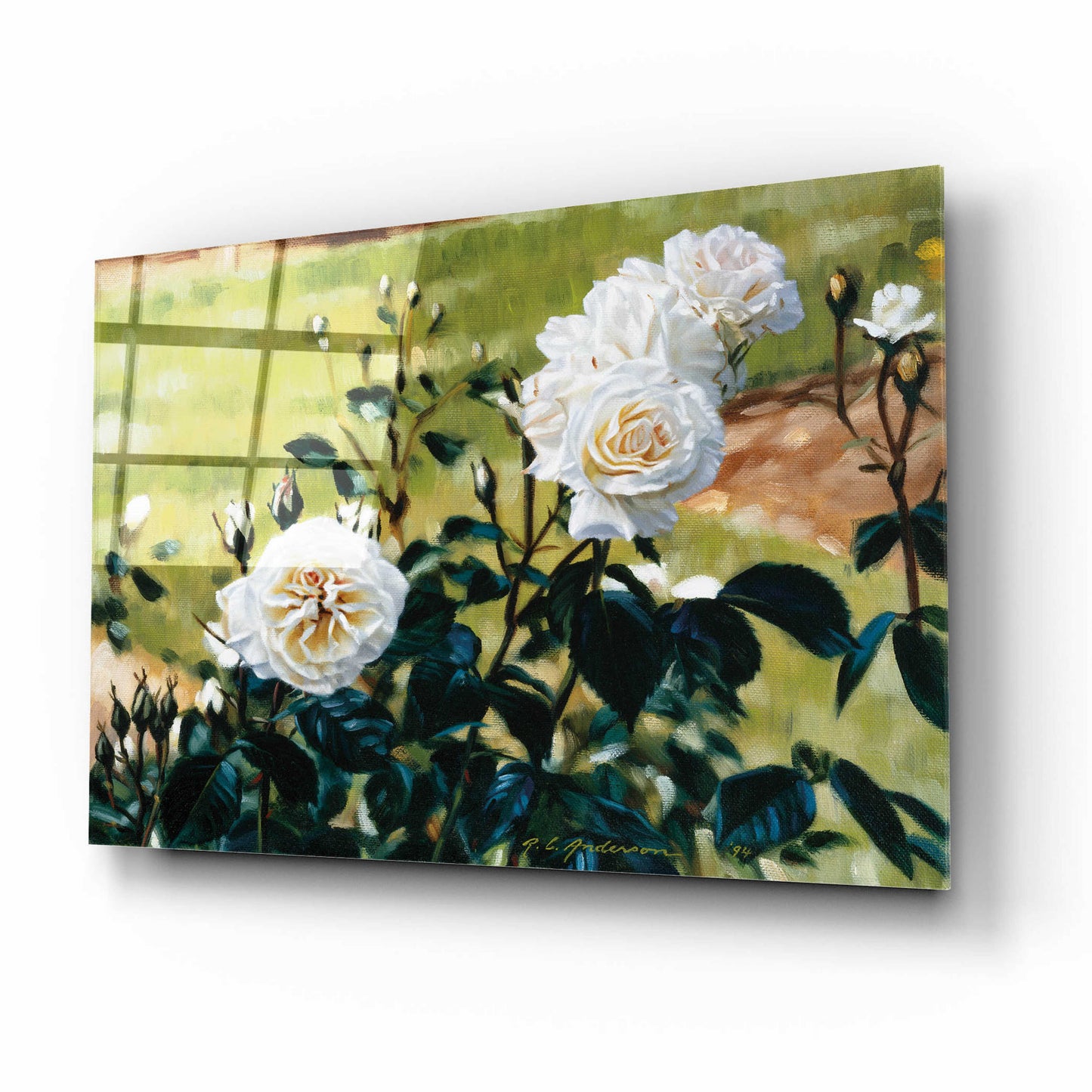 Epic Art 'White Roses' by Robin Anderson, Acrylic Glass Wall Art,16x12