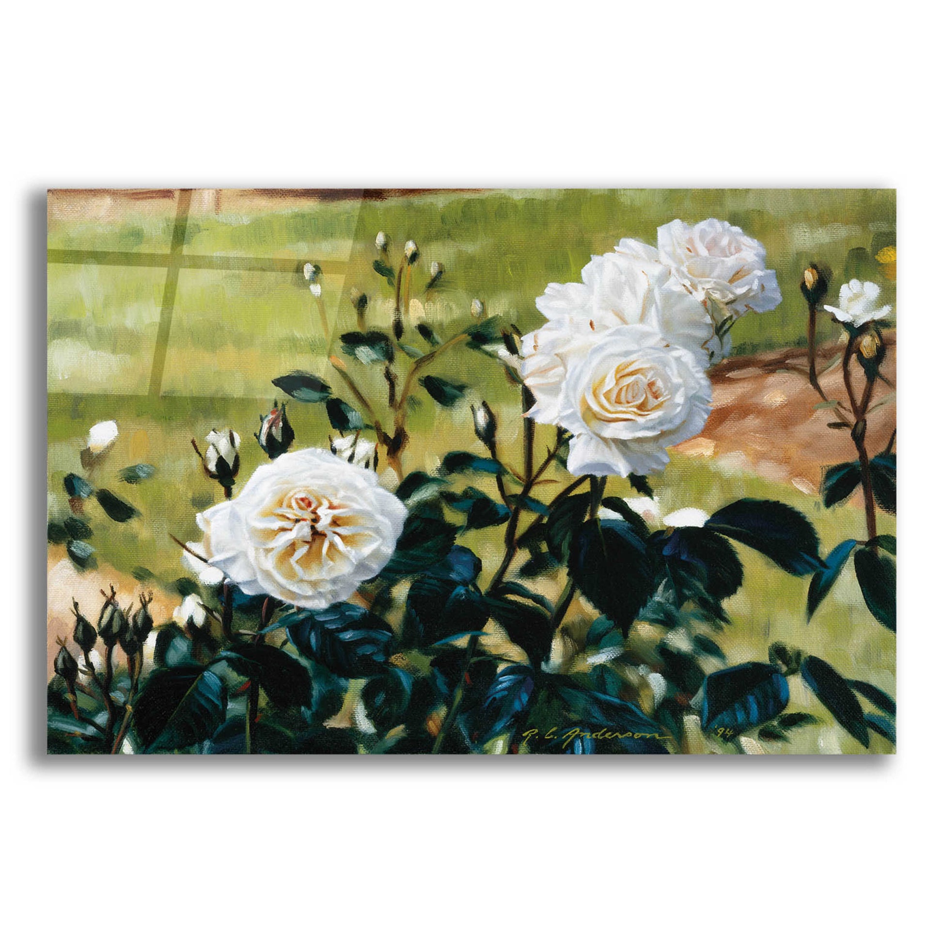 Epic Art 'White Roses' by Robin Anderson, Acrylic Glass Wall Art,16x12