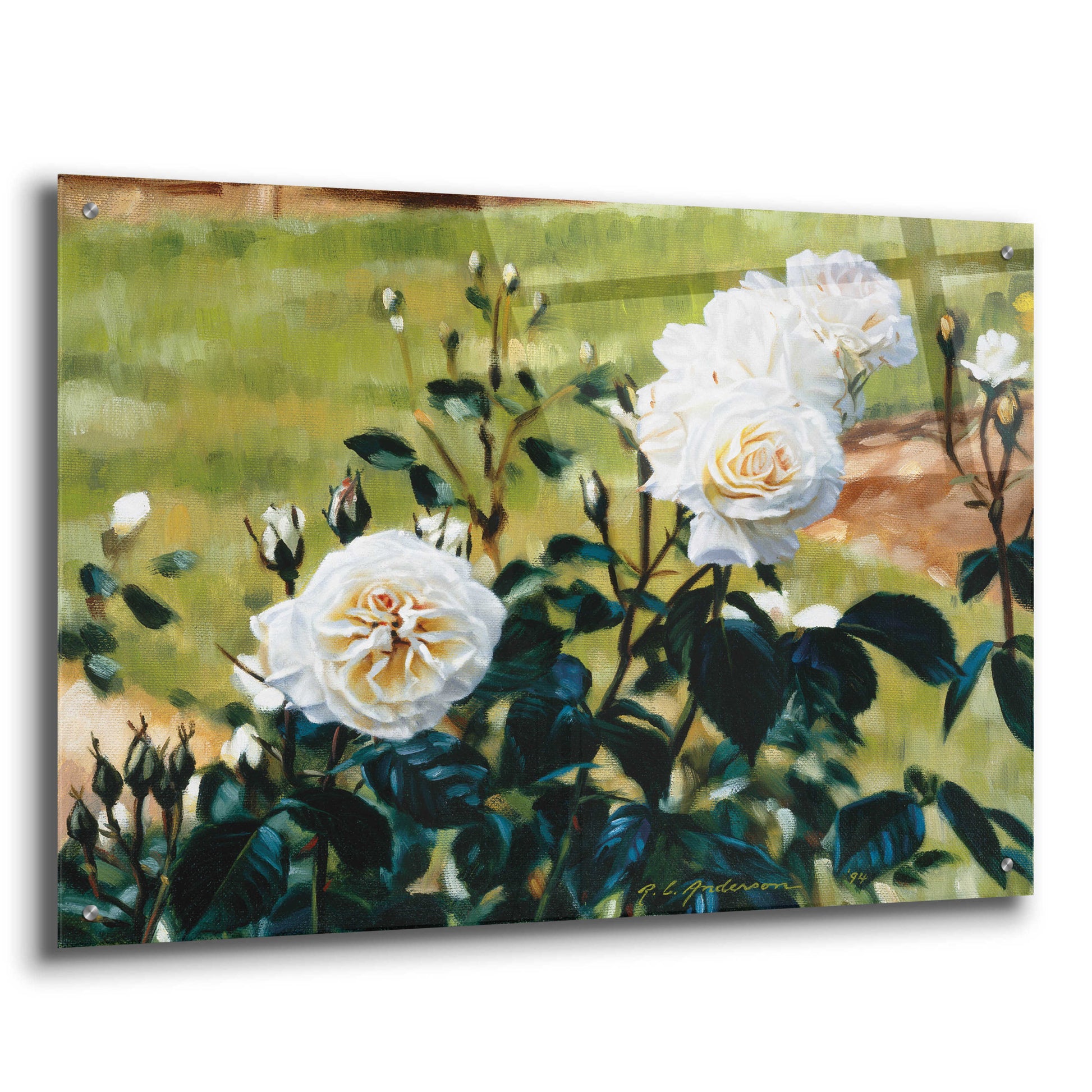 Epic Art 'White Roses' by Robin Anderson, Acrylic Glass Wall Art,36x24