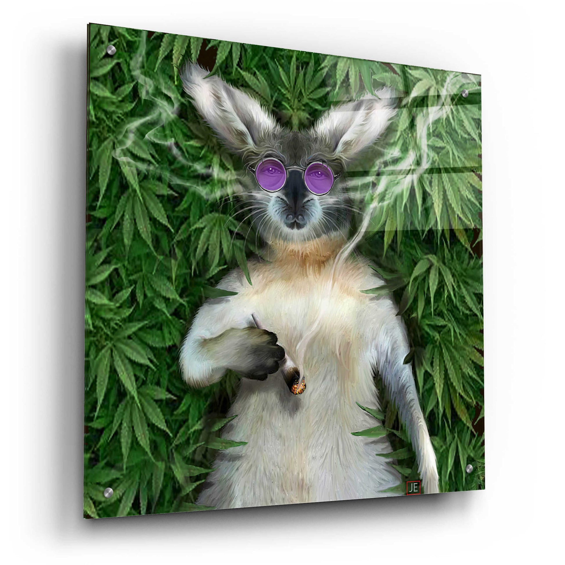 Epic Art 'Cool Kangaroo' by Enright, Acrylic Glass Wall Art,24x24