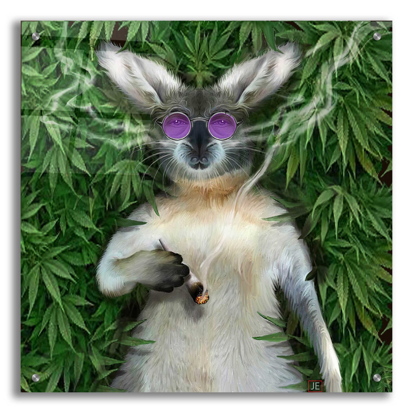 Epic Art 'Cool Kangaroo' by Enright, Acrylic Glass Wall Art,24x24