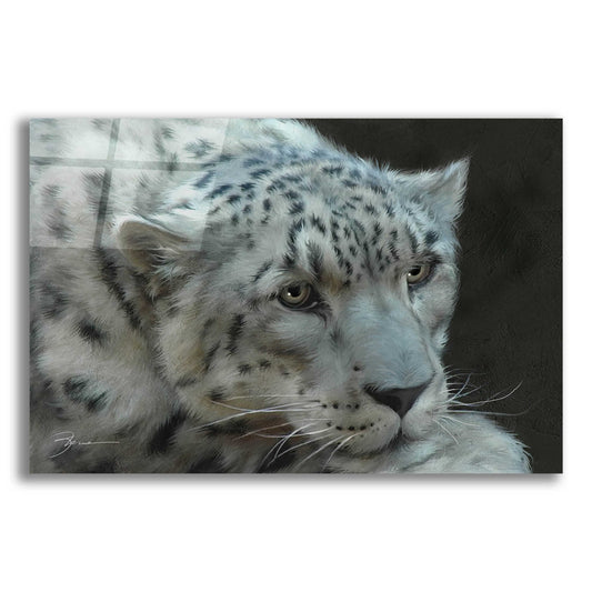 Epic Art 'Snow Leopard Closeup' by Enright, Acrylic Glass Wall Art