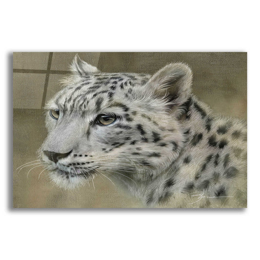 Epic Art 'Snow Leopard Face 2' by Enright, Acrylic Glass Wall Art