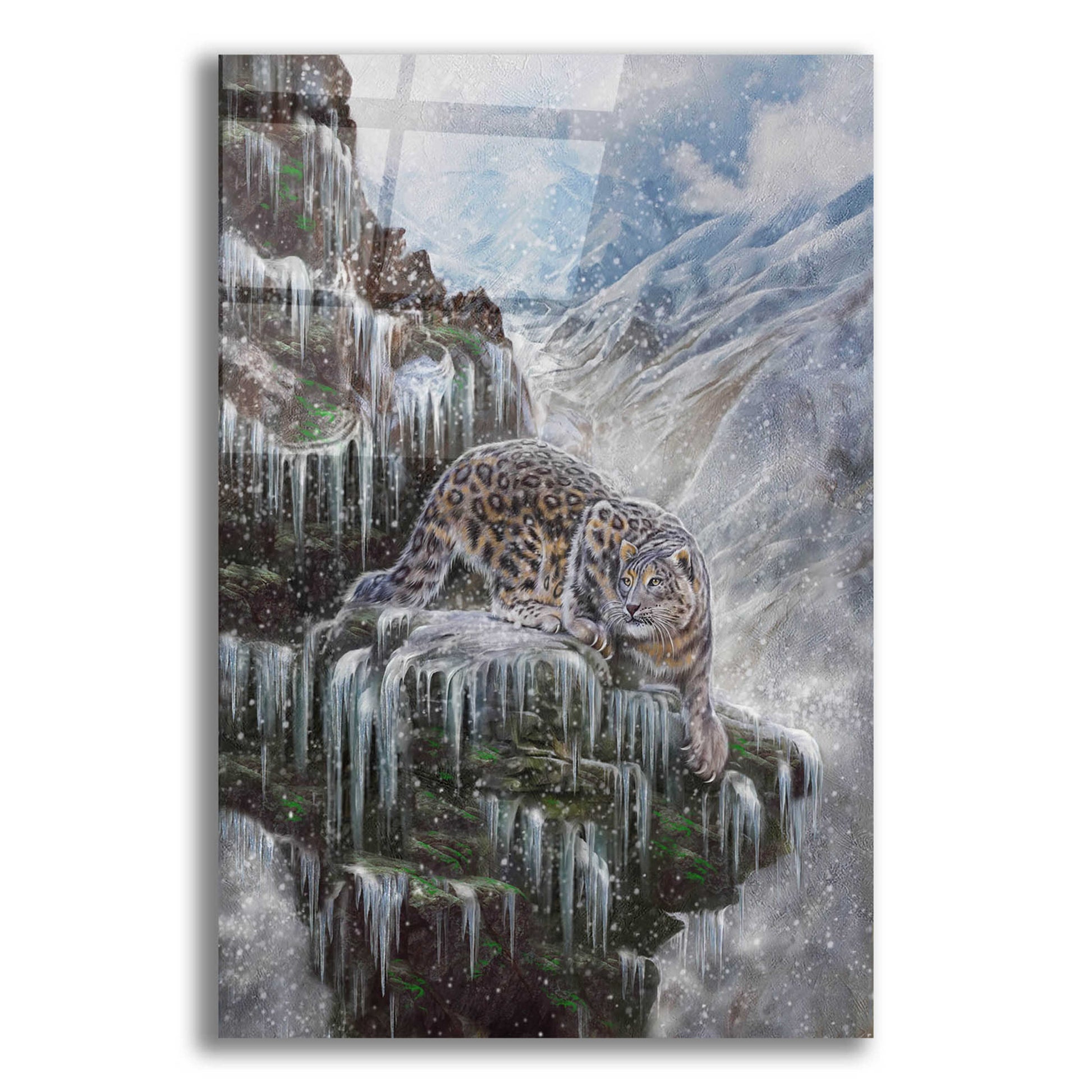 Epic Art 'Snow Leopard Valhala' by Enright, Acrylic Glass Wall Art,16x24