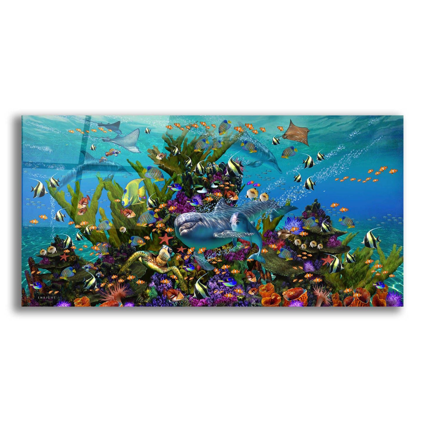 Epic Art 'Dolphin Dreams' by Enright, Acrylic Glass Wall Art,24x12