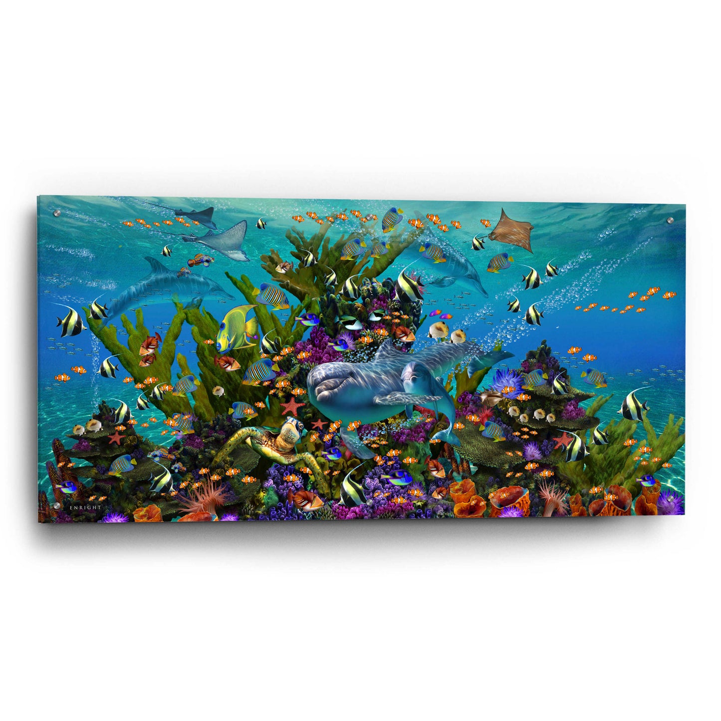 Epic Art 'Dolphin Dreams' by Enright, Acrylic Glass Wall Art,48x24