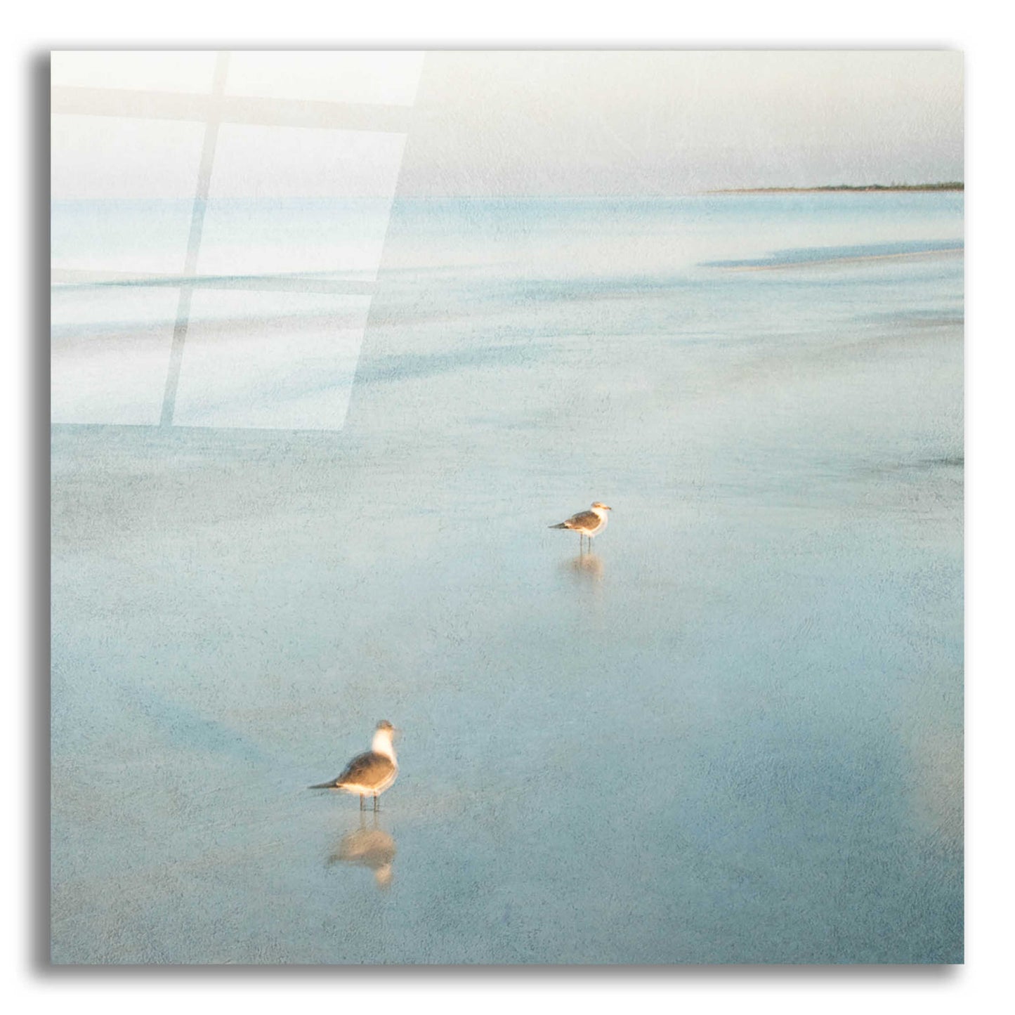 Epic Art 'Two Birds on Beach' by John Juracek, Acrylic Glass Wall Art,12x12