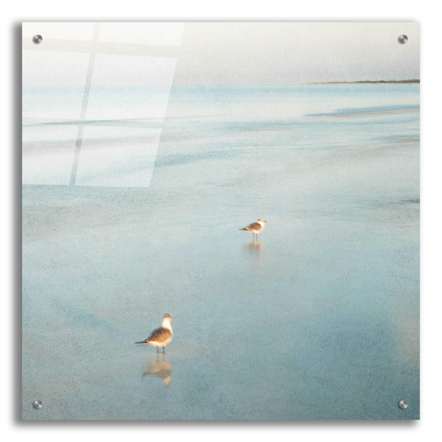 Epic Art 'Two Birds on Beach' by John Juracek, Acrylic Glass Wall Art,24x24