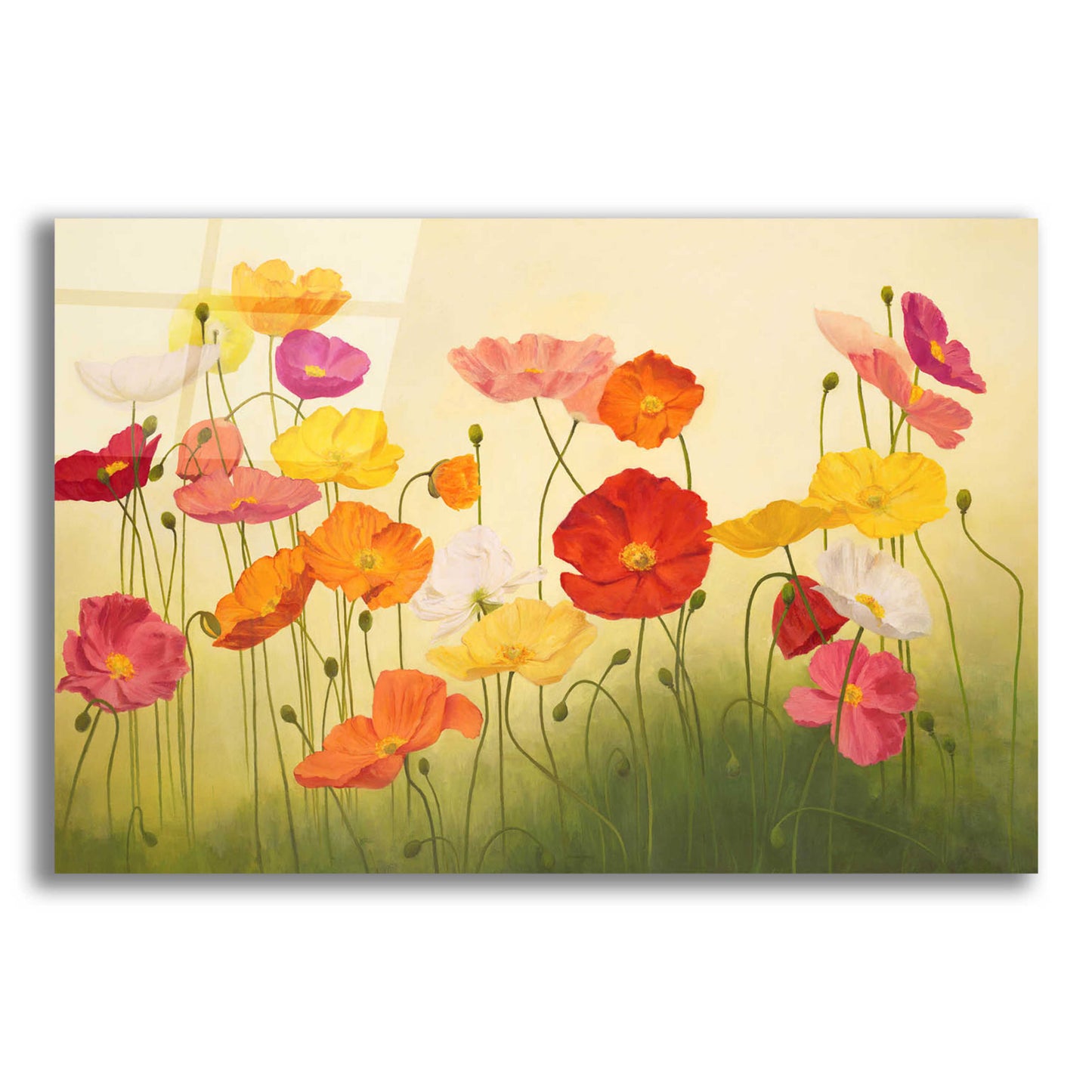 Epic Art 'Sunlit Poppies' by Janelle Kroner, Acrylic Glass Wall Art,16x12