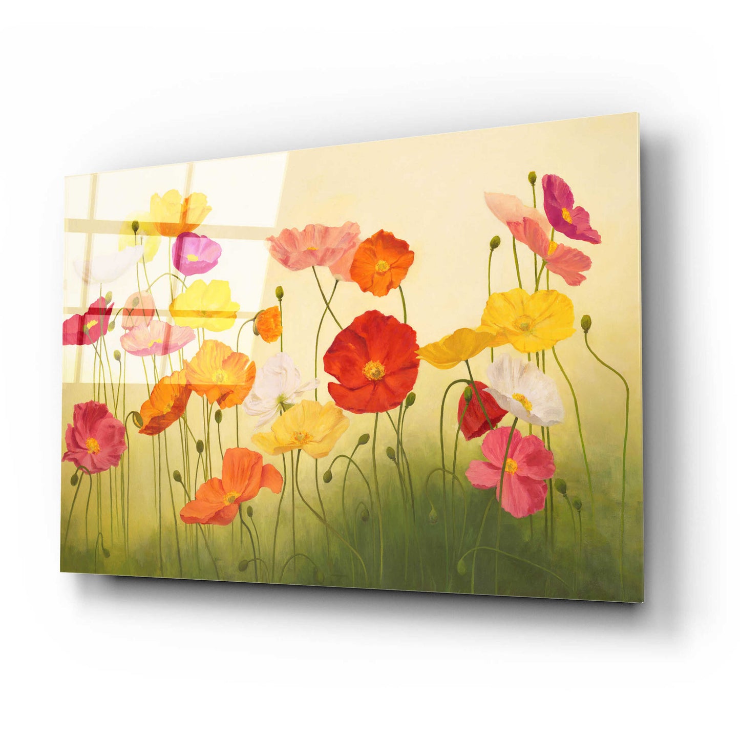 Epic Art 'Sunlit Poppies' by Janelle Kroner, Acrylic Glass Wall Art,24x16