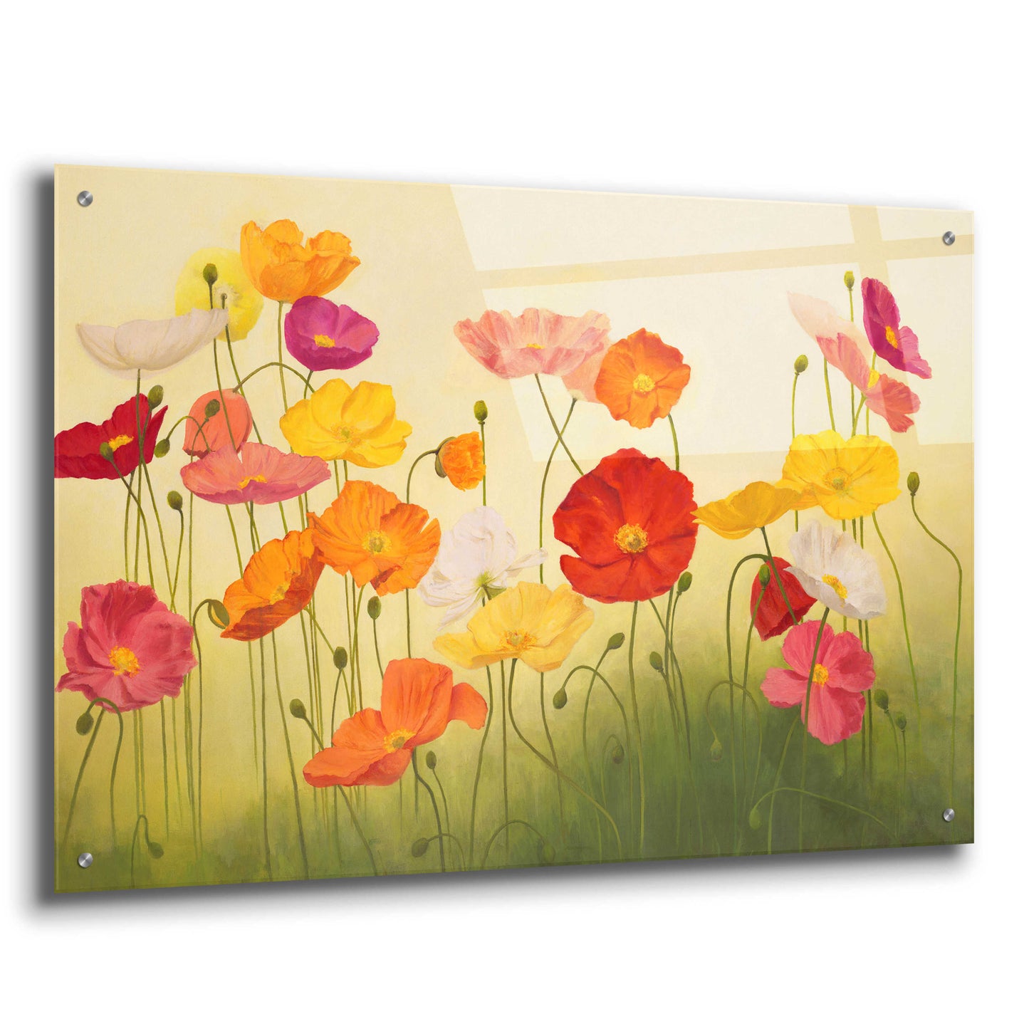 Epic Art 'Sunlit Poppies' by Janelle Kroner, Acrylic Glass Wall Art,36x24