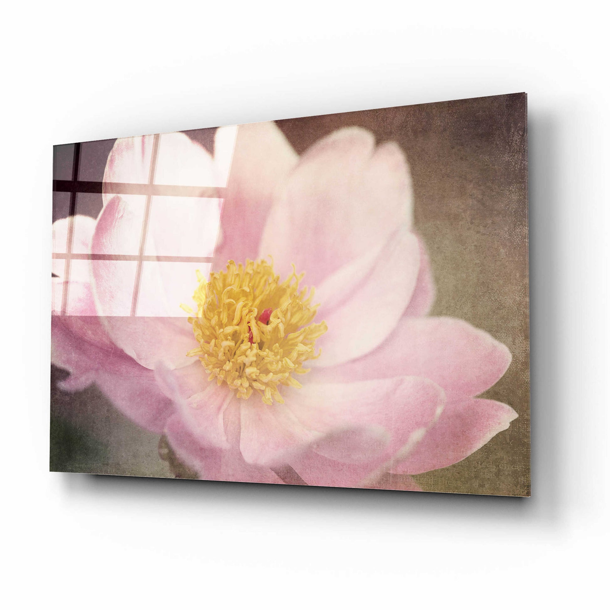 Epic Art 'Peony in the Park' by Dawn LeBlanc, Acrylic Glass Wall Art,16x12