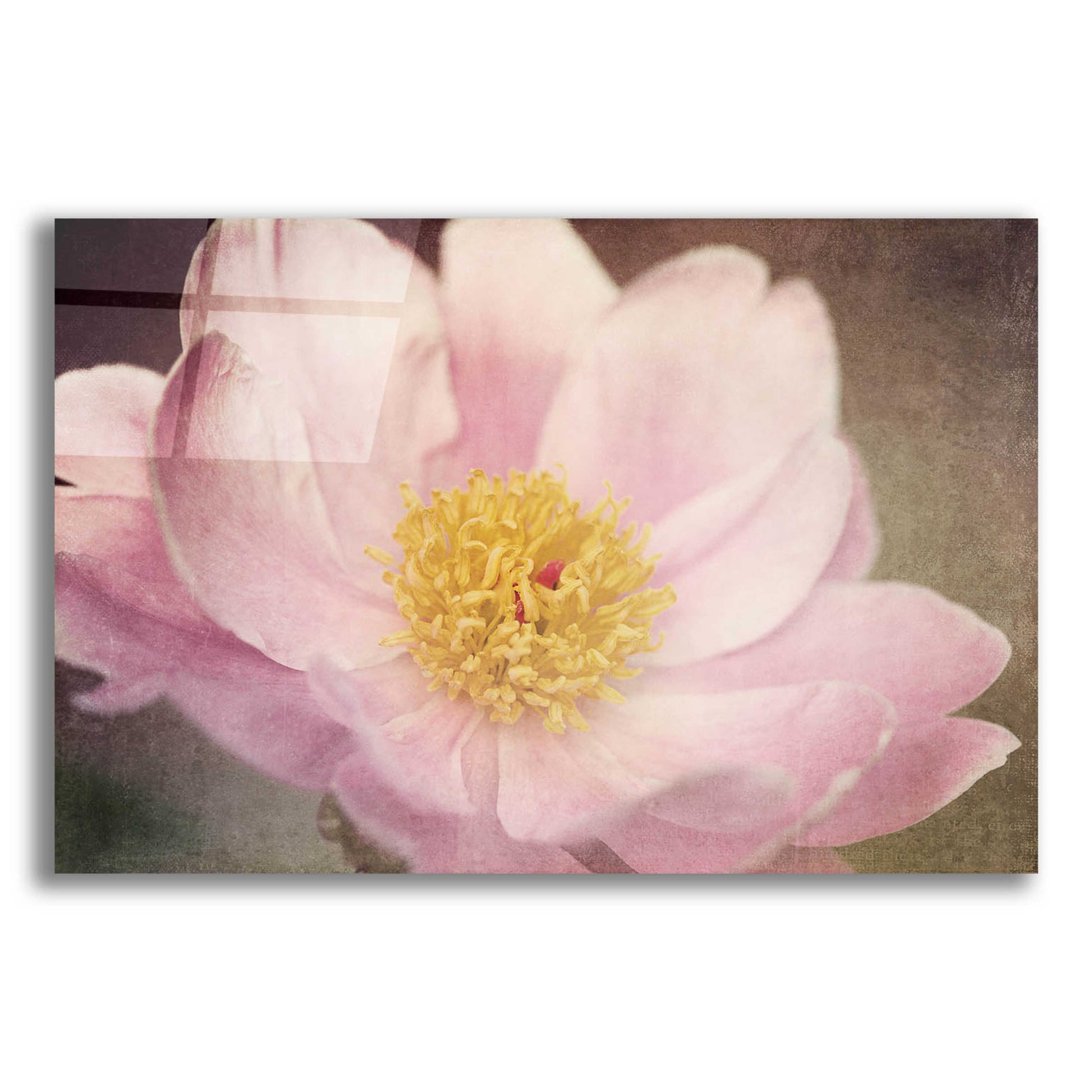 Epic Art 'Peony in the Park' by Dawn LeBlanc, Acrylic Glass Wall Art,16x12