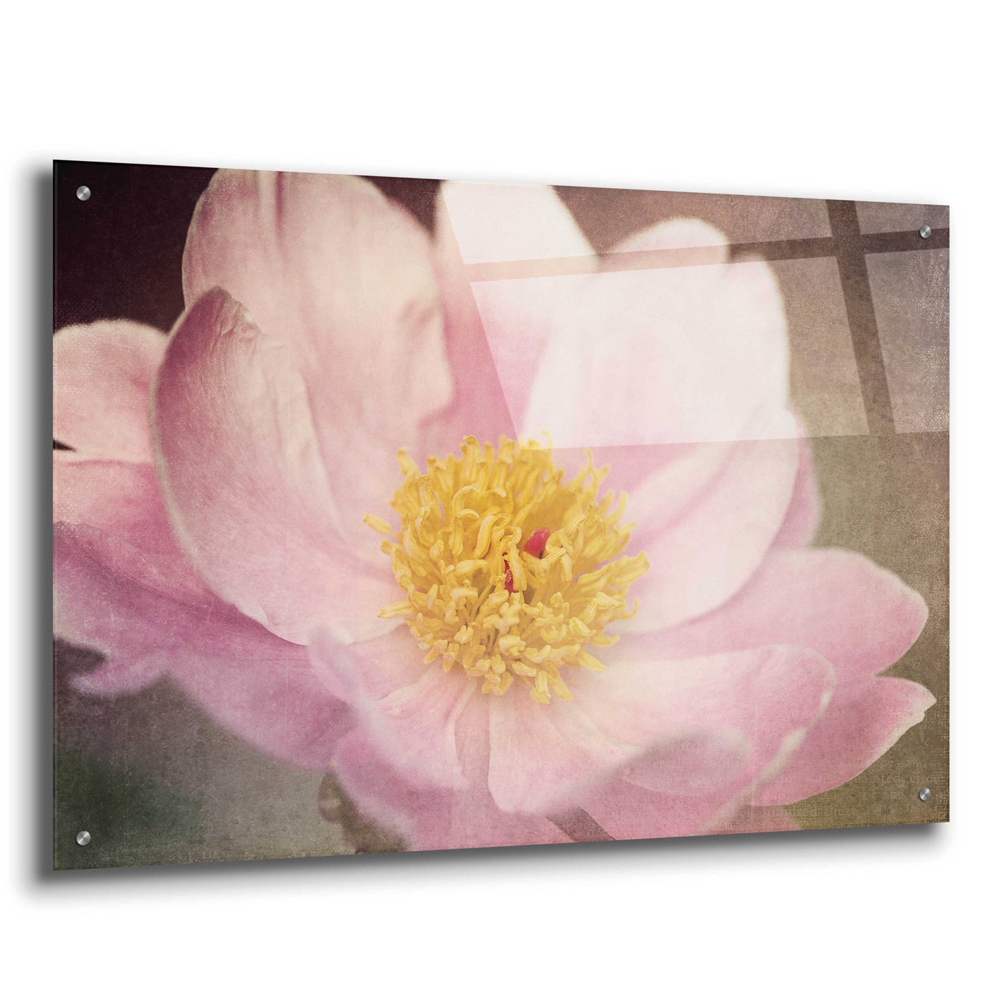 Epic Art 'Peony in the Park' by Dawn LeBlanc, Acrylic Glass Wall Art,36x24