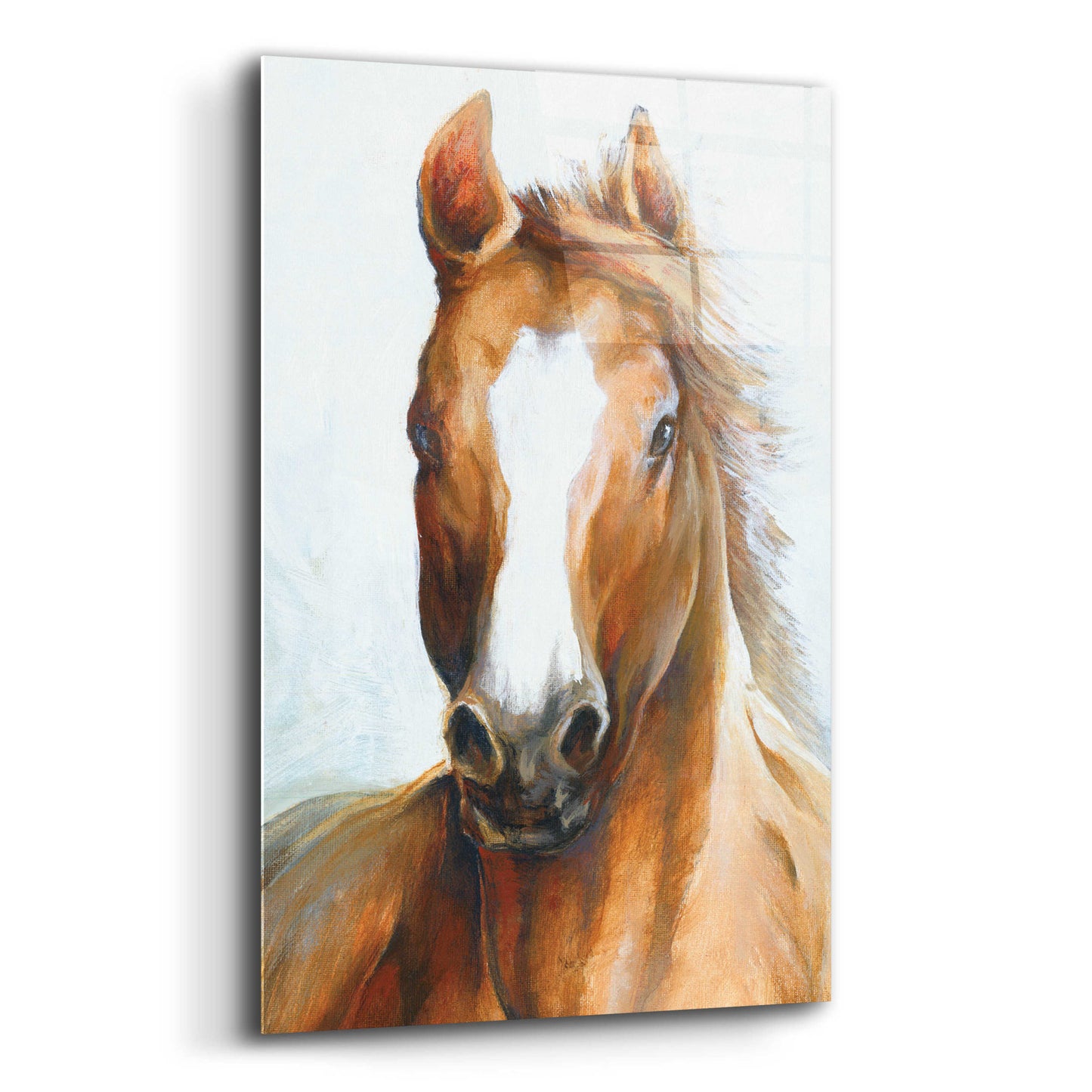 Epic Art 'Beauty Of The Horse' by White Ladder, Acrylic Glass Wall Art,12x16