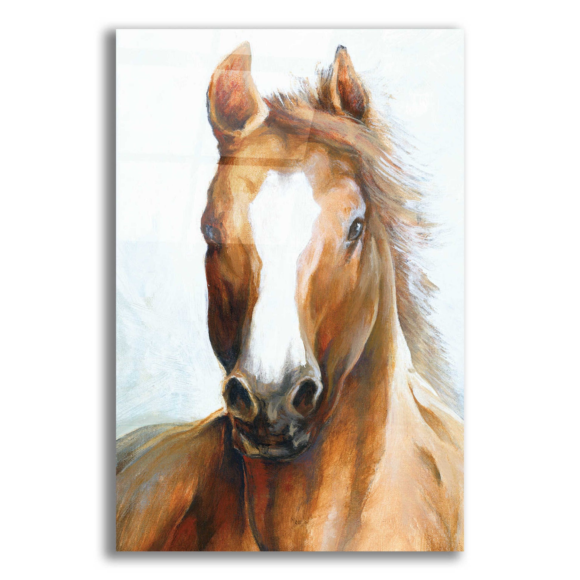 Epic Art 'Beauty Of The Horse' by White Ladder, Acrylic Glass Wall Art,12x16