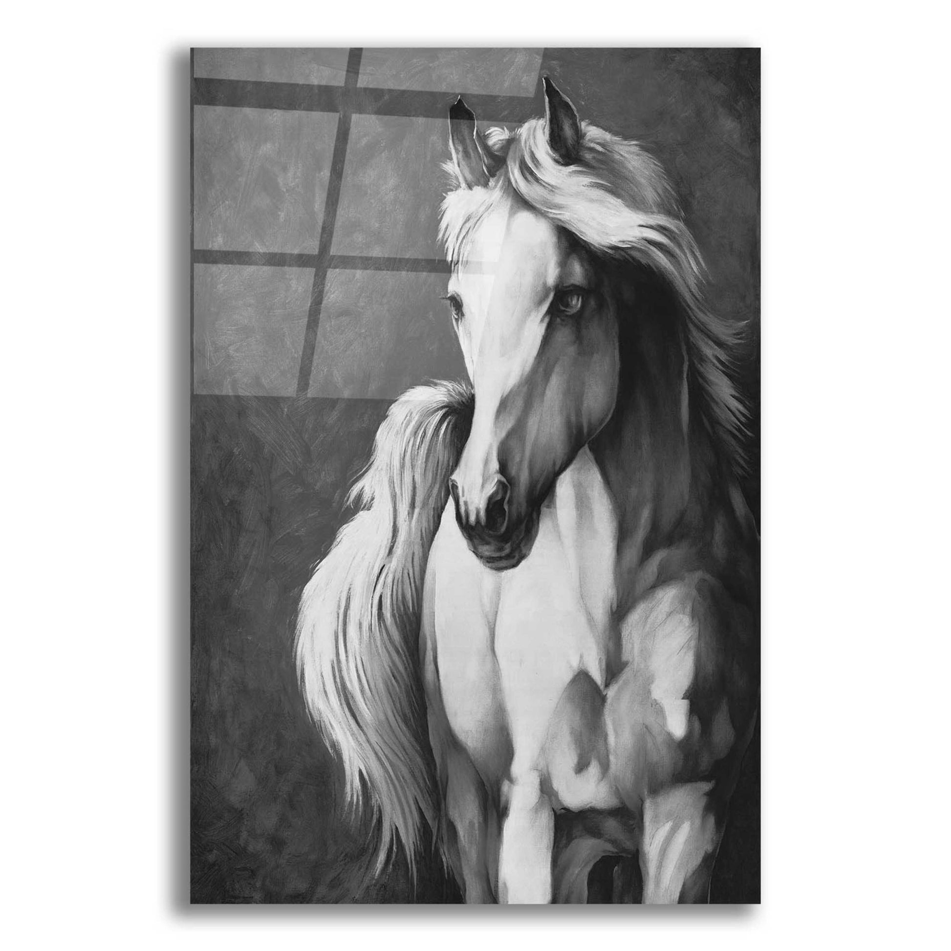 Epic Art 'White Horse' by White Ladder, Acrylic Glass Wall Art,12x16