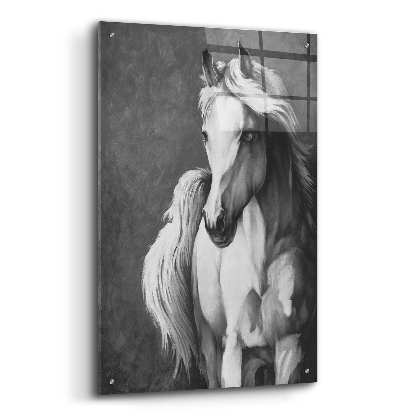 Epic Art 'White Horse' by White Ladder, Acrylic Glass Wall Art,24x36