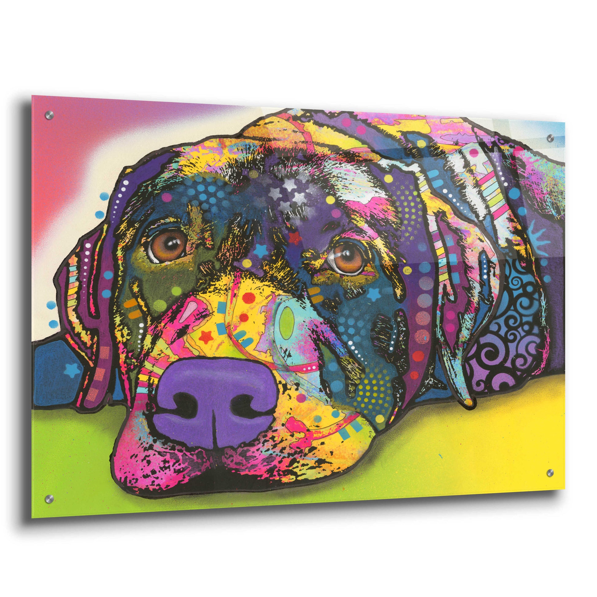 Epic Art 'Savvy Labrador' by Dean Russo, Acrylic Glass Wall Art,36x24