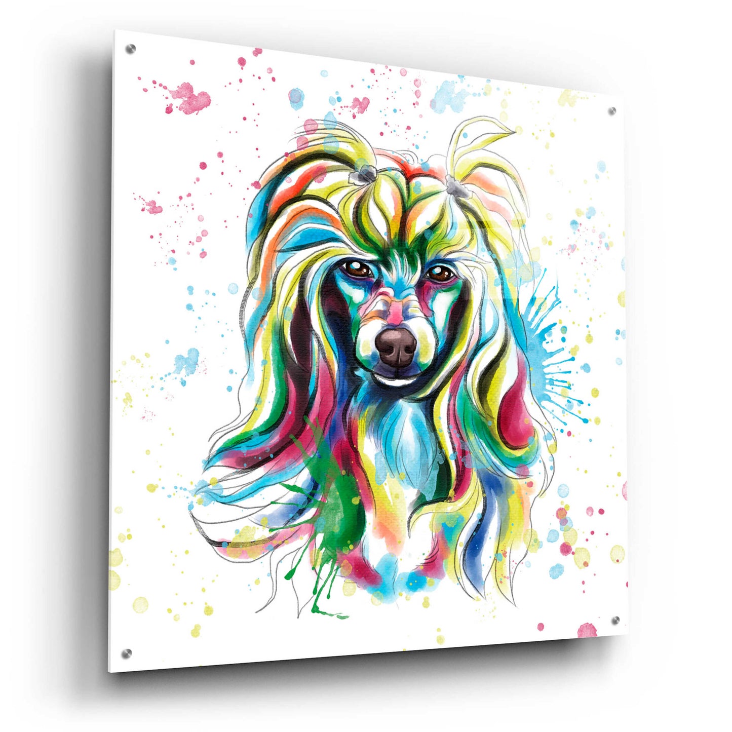 Epic Art 'Colorful Watercolor Chinese Crested' by Furbaby Affiliates, Acrylic Glass Wall Art,36x36