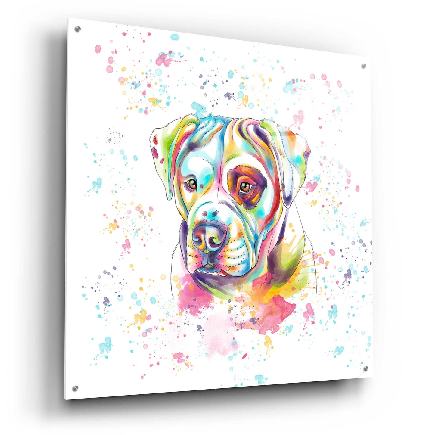 Epic Art 'Colorful Watercolor American Bulldog' by Furbaby Affiliates, Acrylic Glass Wall Art,36x36