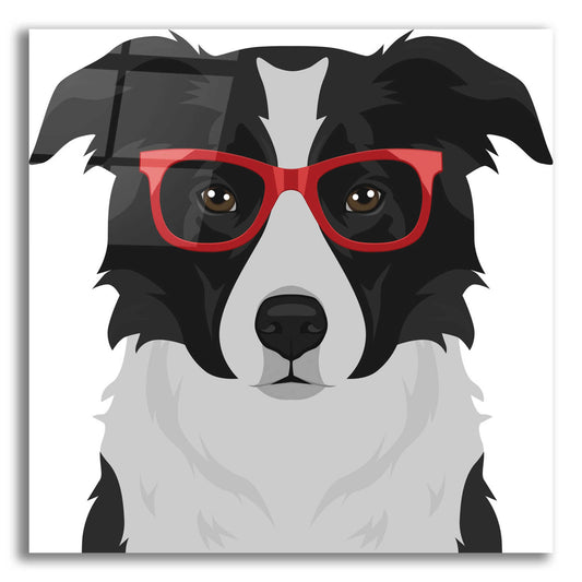 Epic Art 'Border Collie Wearing Hipster Glasses' by Furbaby Affiliates, Acrylic Glass Wall Art