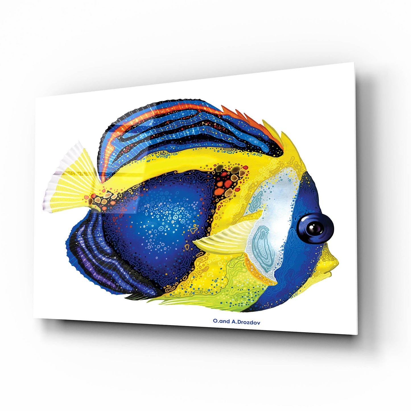 Epic Art 'New Fish 2' by Olga and Alexey Drozdov, Acrylic Glass Wall Art,16x12