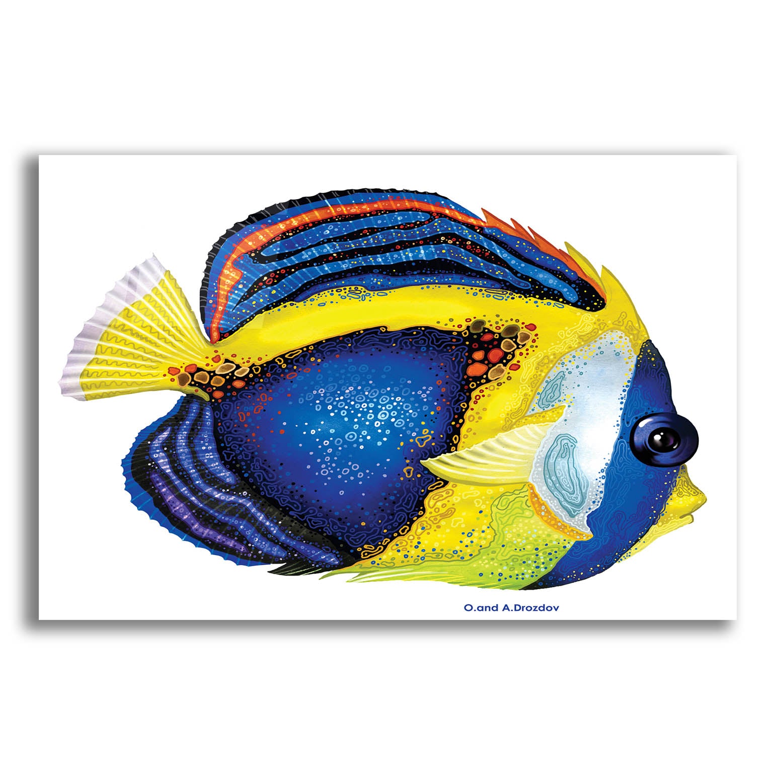 Epic Art 'New Fish 2' by Olga and Alexey Drozdov, Acrylic Glass Wall Art,16x12