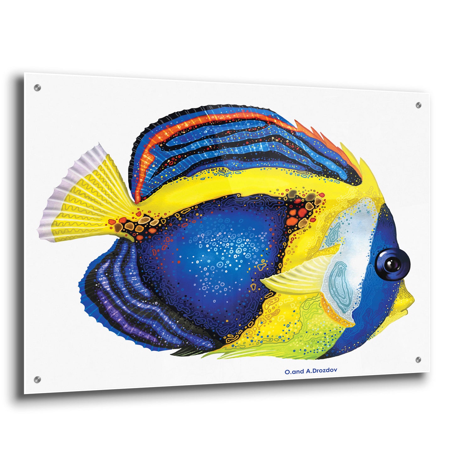 Epic Art 'New Fish 2' by Olga and Alexey Drozdov, Acrylic Glass Wall Art,36x24