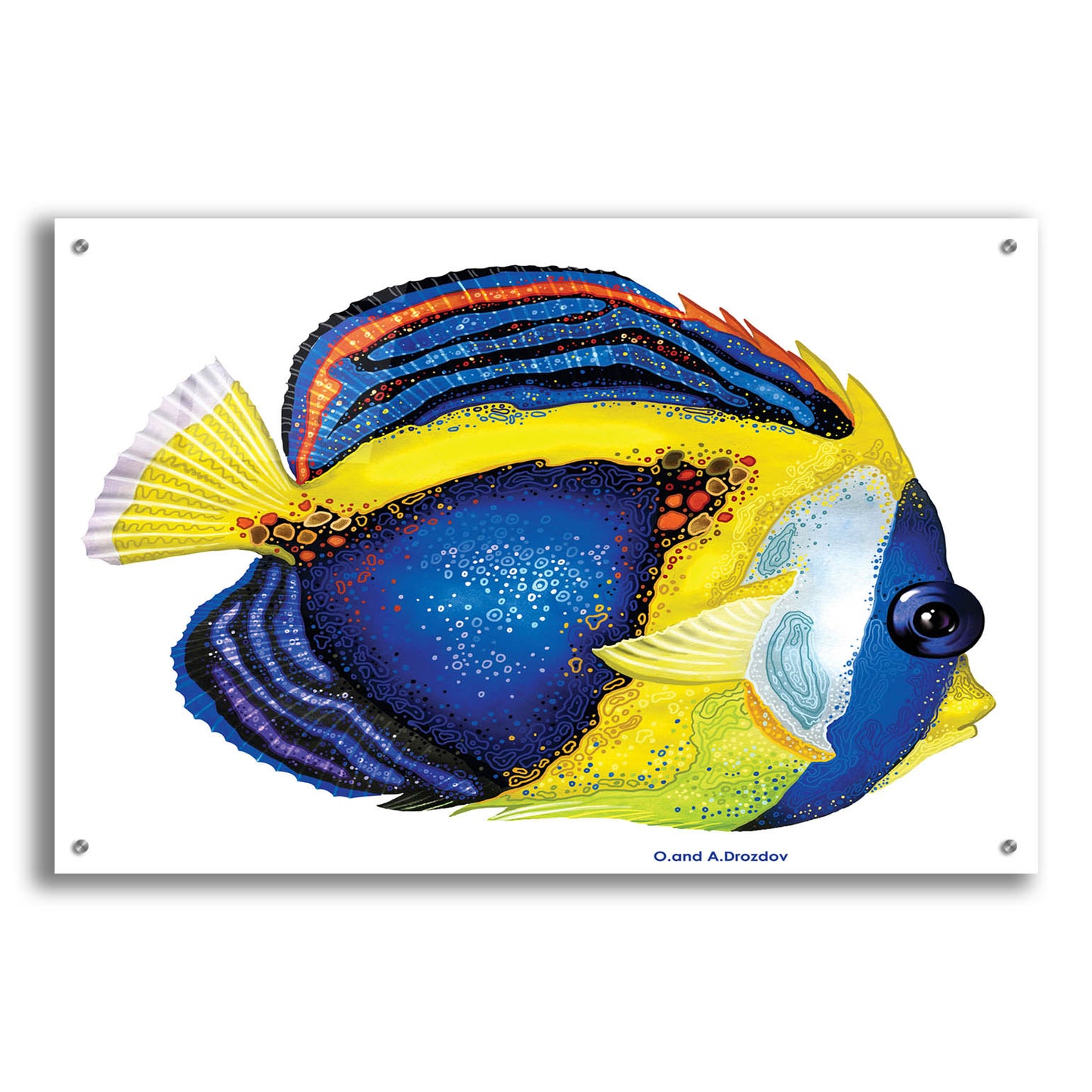 Epic Art 'New Fish 2' by Olga and Alexey Drozdov, Acrylic Glass Wall Art,36x24