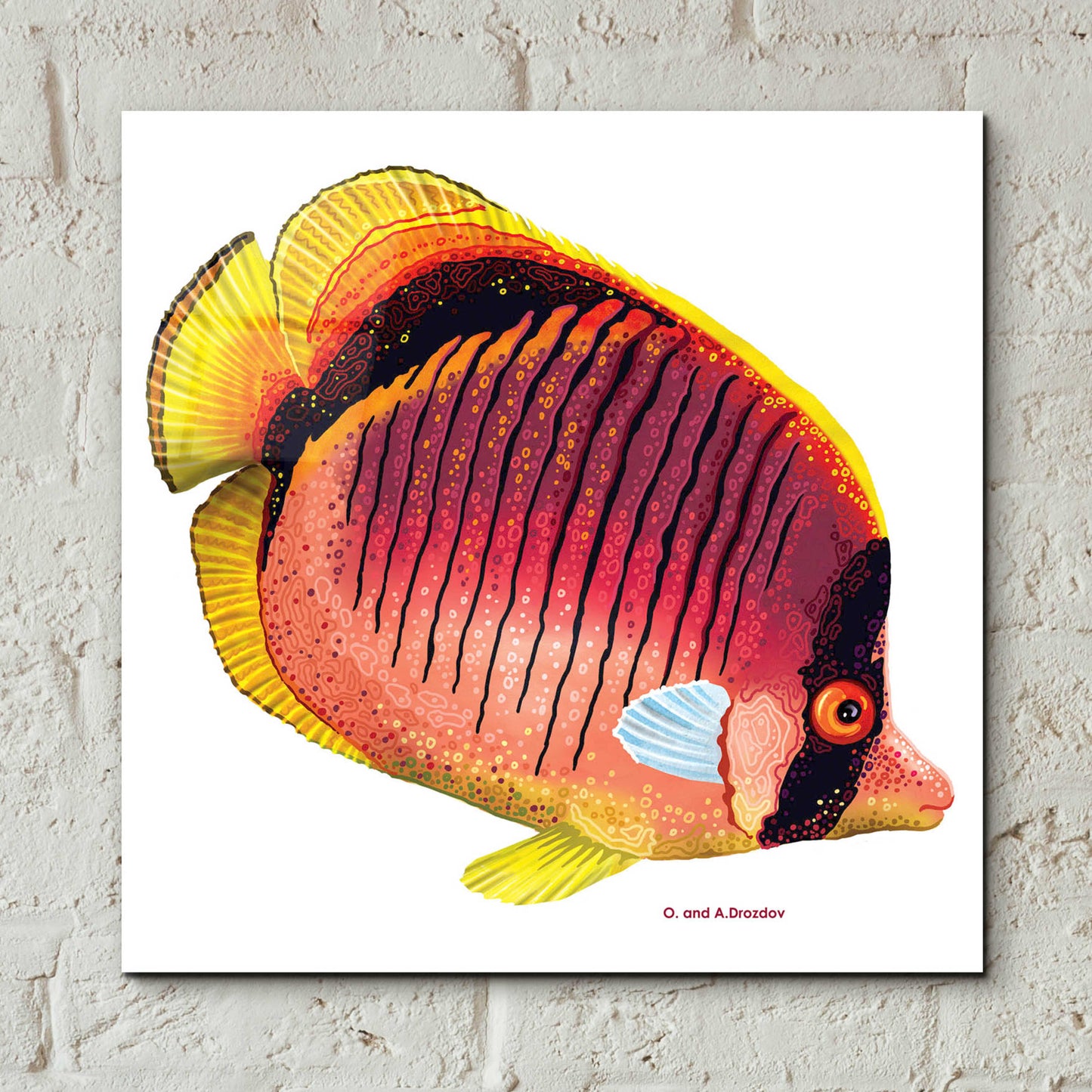 Epic Art 'New Fish 1' by Olga and Alexey Drozdov, Acrylic Glass Wall Art,12x12