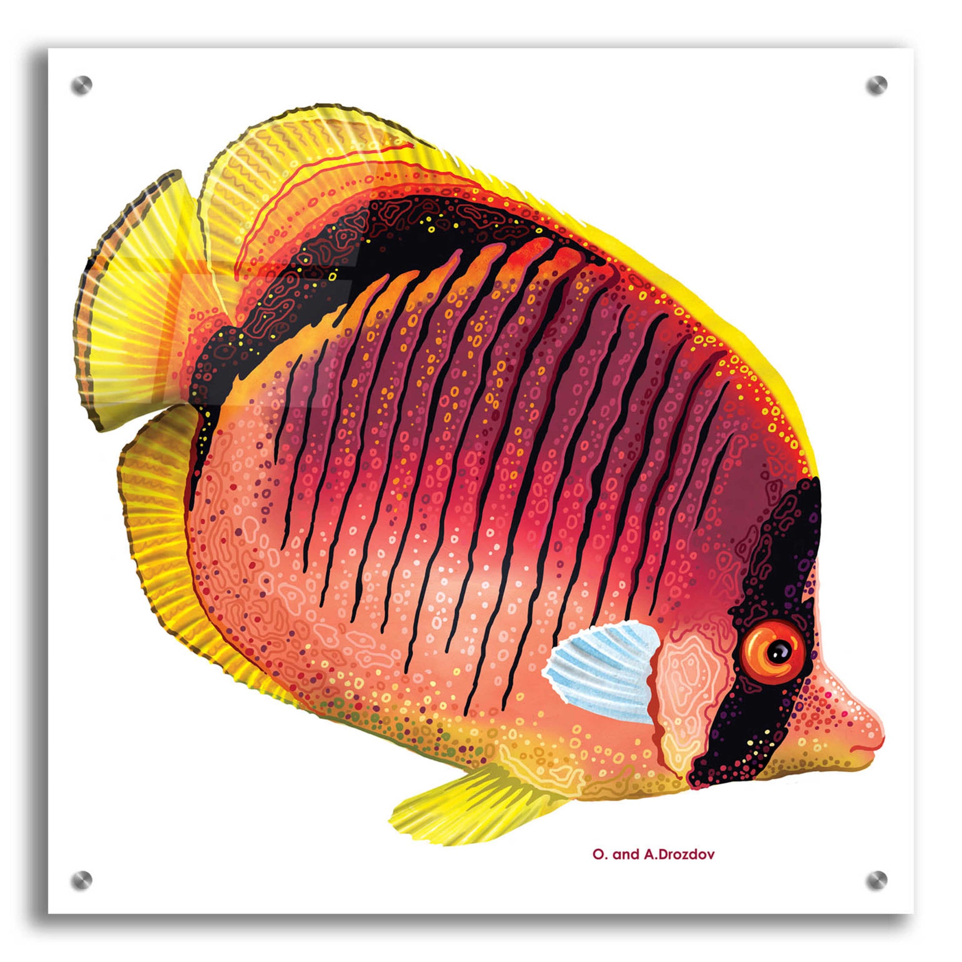 Epic Art 'New Fish 1' by Olga and Alexey Drozdov, Acrylic Glass Wall Art,24x24