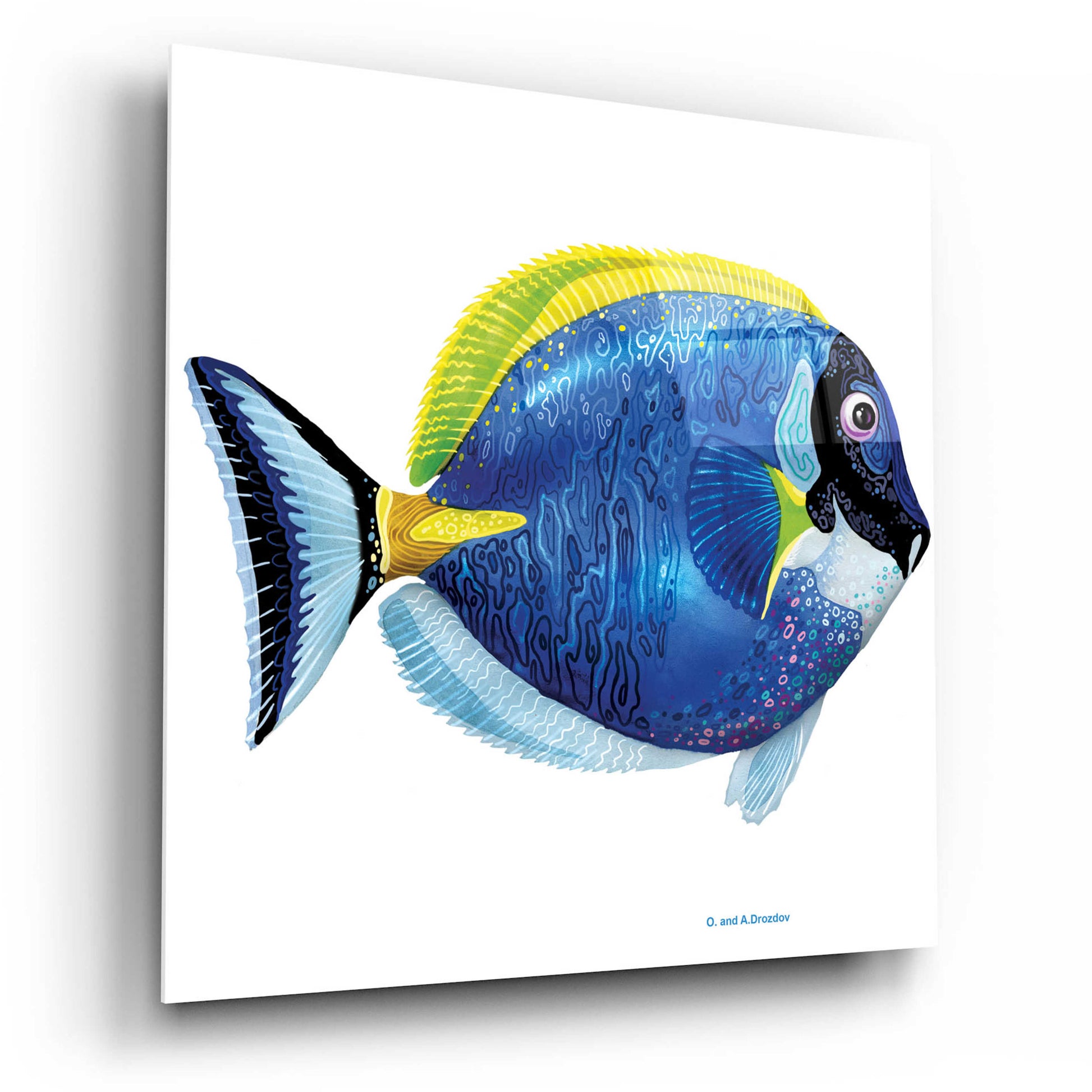 Epic Art 'Fish 4 Blue Yellow' by Olga and Alexey Drozdov, Acrylic Glass Wall Art,12x12