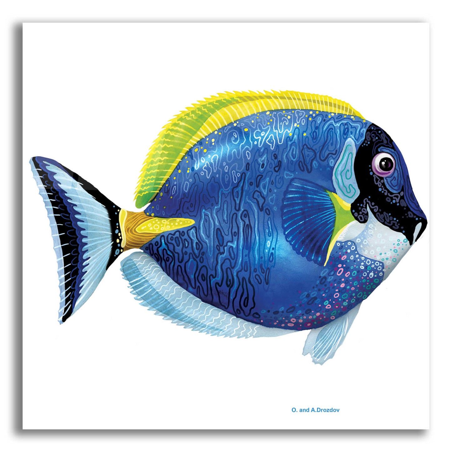 Epic Art 'Fish 4 Blue Yellow' by Olga and Alexey Drozdov, Acrylic Glass Wall Art,12x12