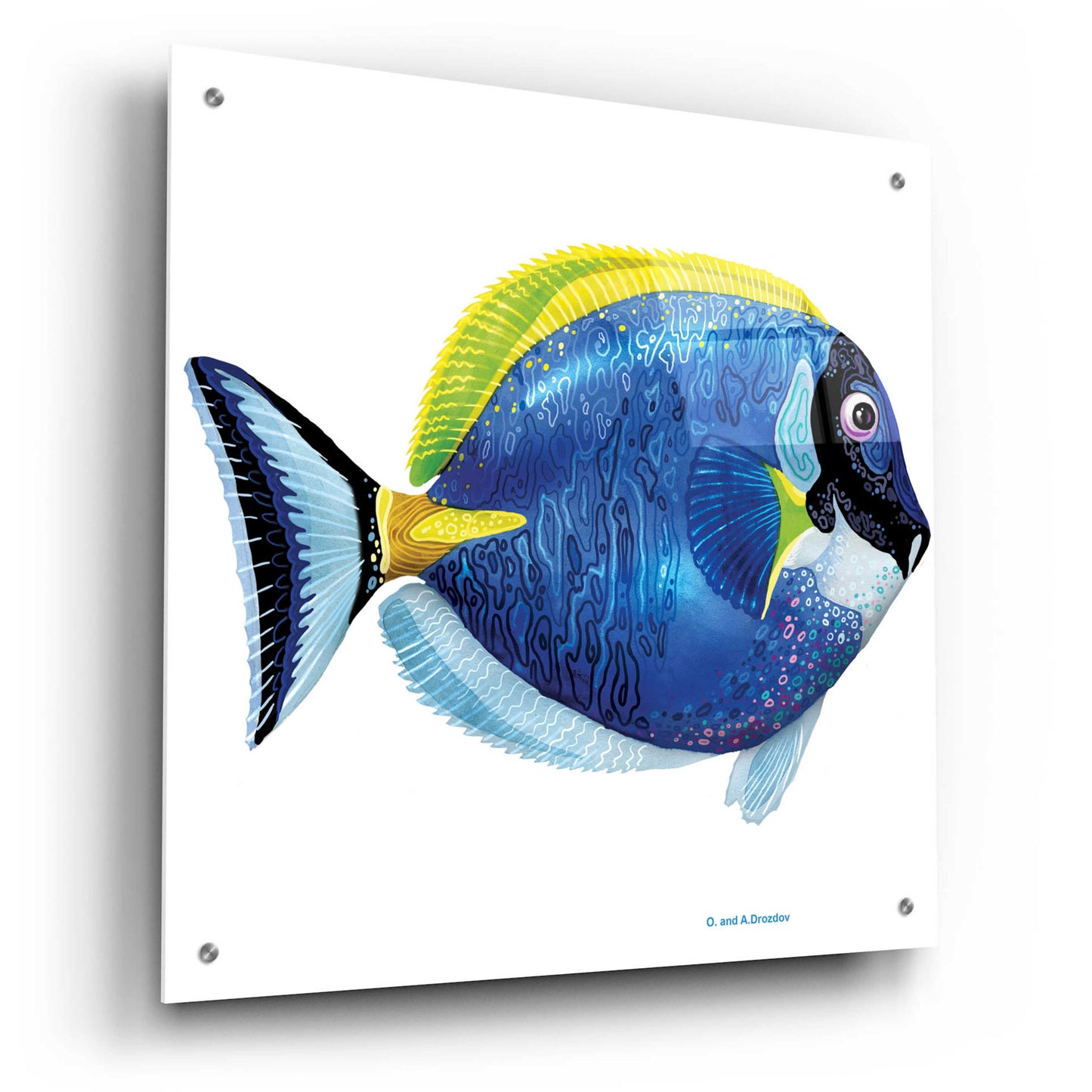 Epic Art 'Fish 4 Blue Yellow' by Olga and Alexey Drozdov, Acrylic Glass Wall Art,24x24