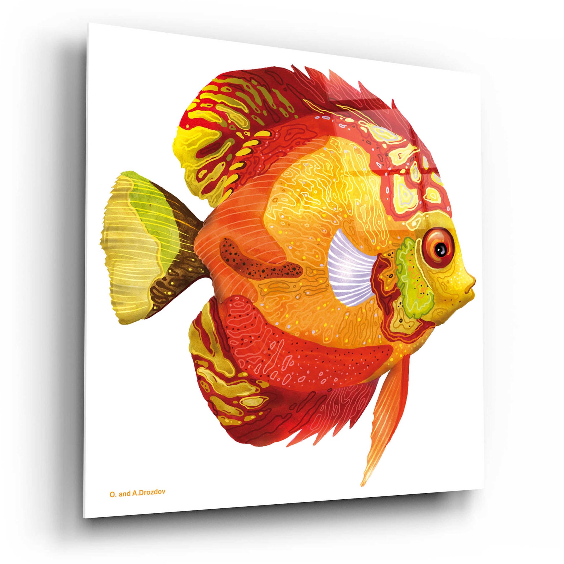 Epic Art 'Fish 3 Red Yellow' by Olga and Alexey Drozdov, Acrylic Glass Wall Art,12x12