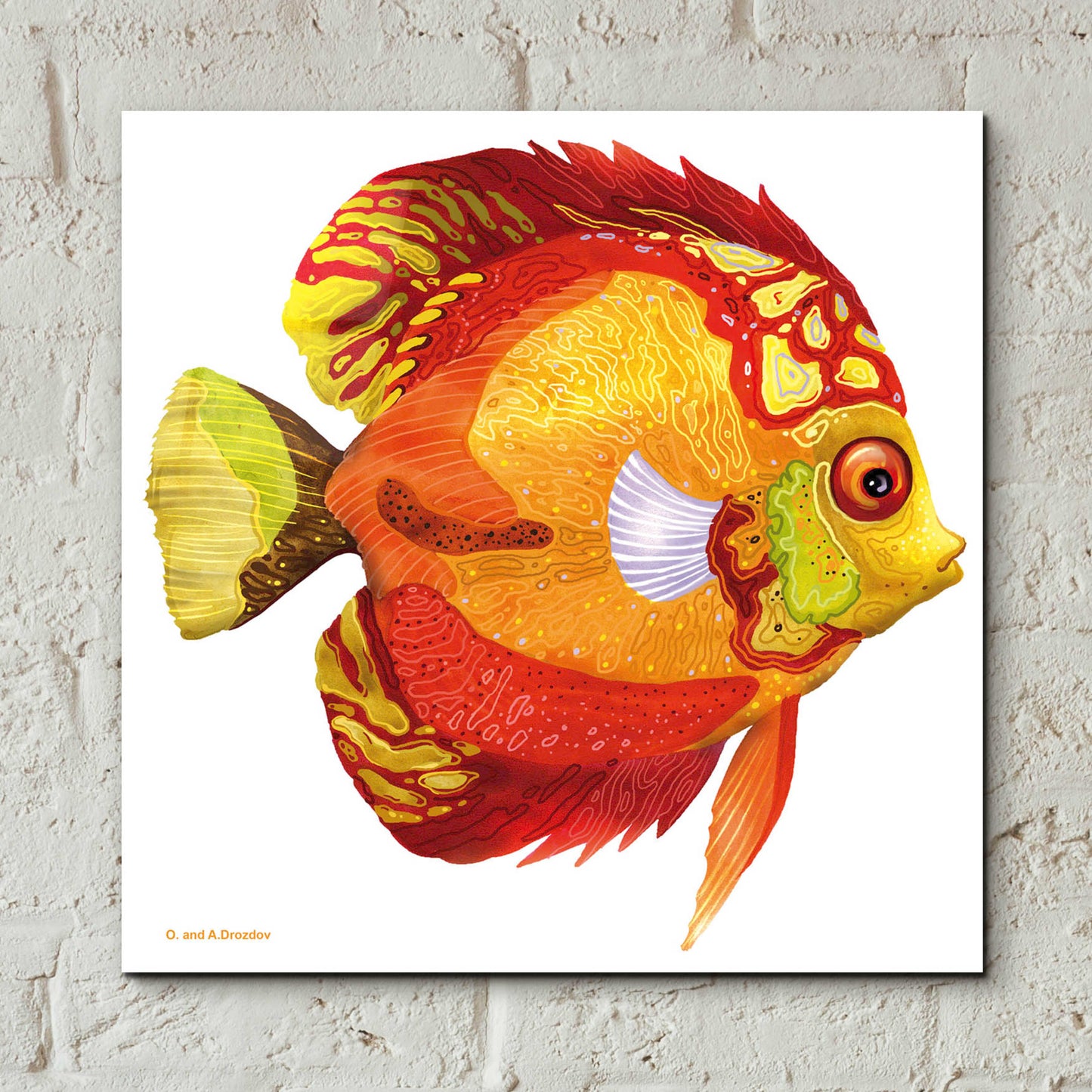 Epic Art 'Fish 3 Red Yellow' by Olga and Alexey Drozdov, Acrylic Glass Wall Art,12x12