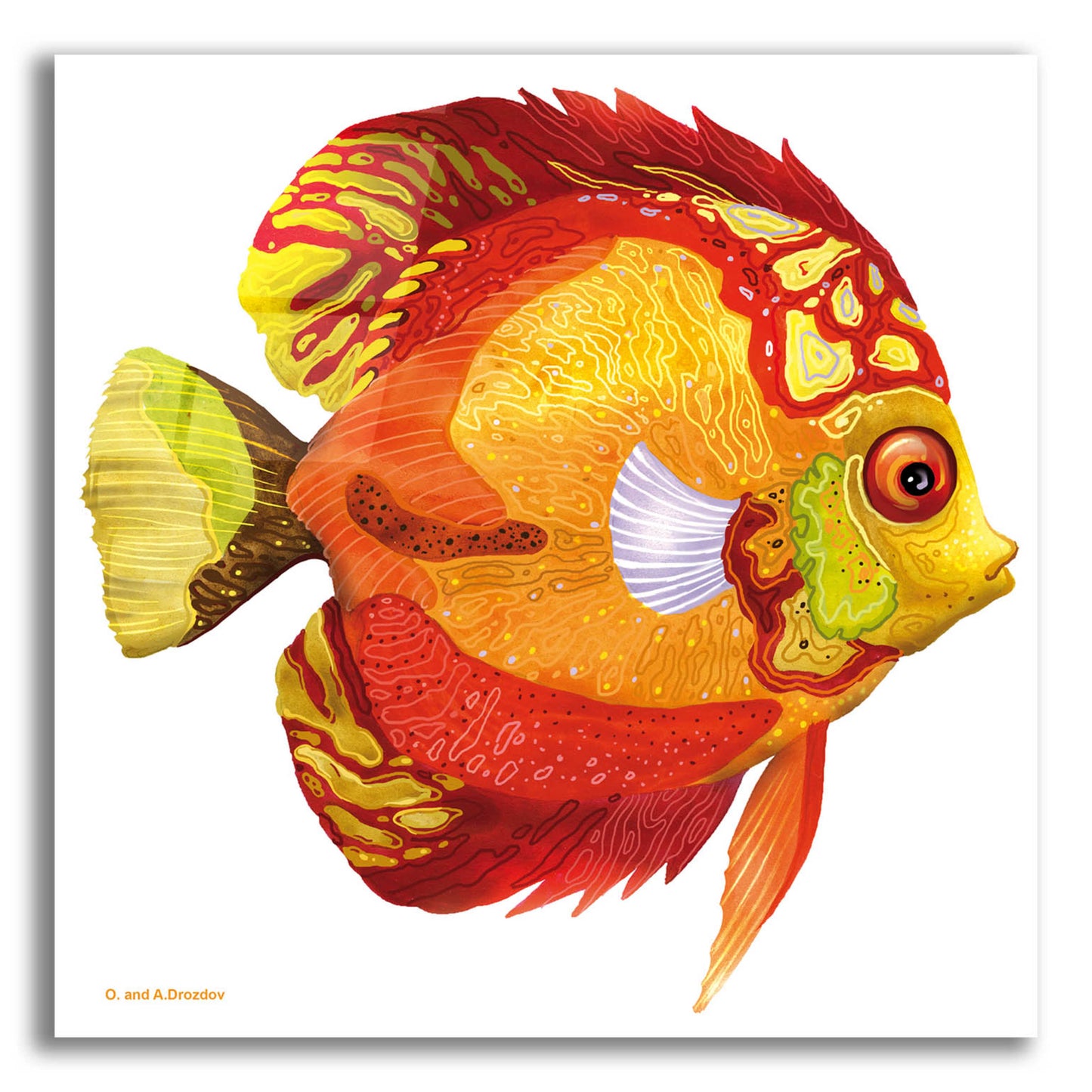 Epic Art 'Fish 3 Red Yellow' by Olga and Alexey Drozdov, Acrylic Glass Wall Art,12x12