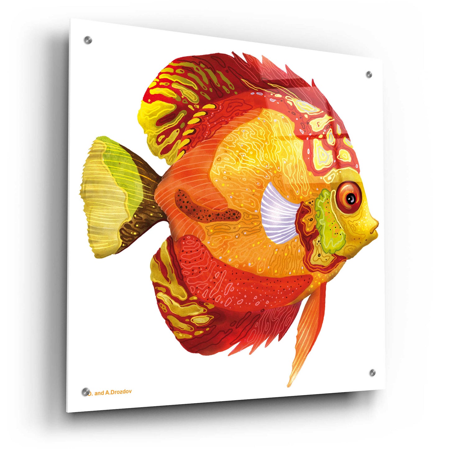 Epic Art 'Fish 3 Red Yellow' by Olga and Alexey Drozdov, Acrylic Glass Wall Art,24x24